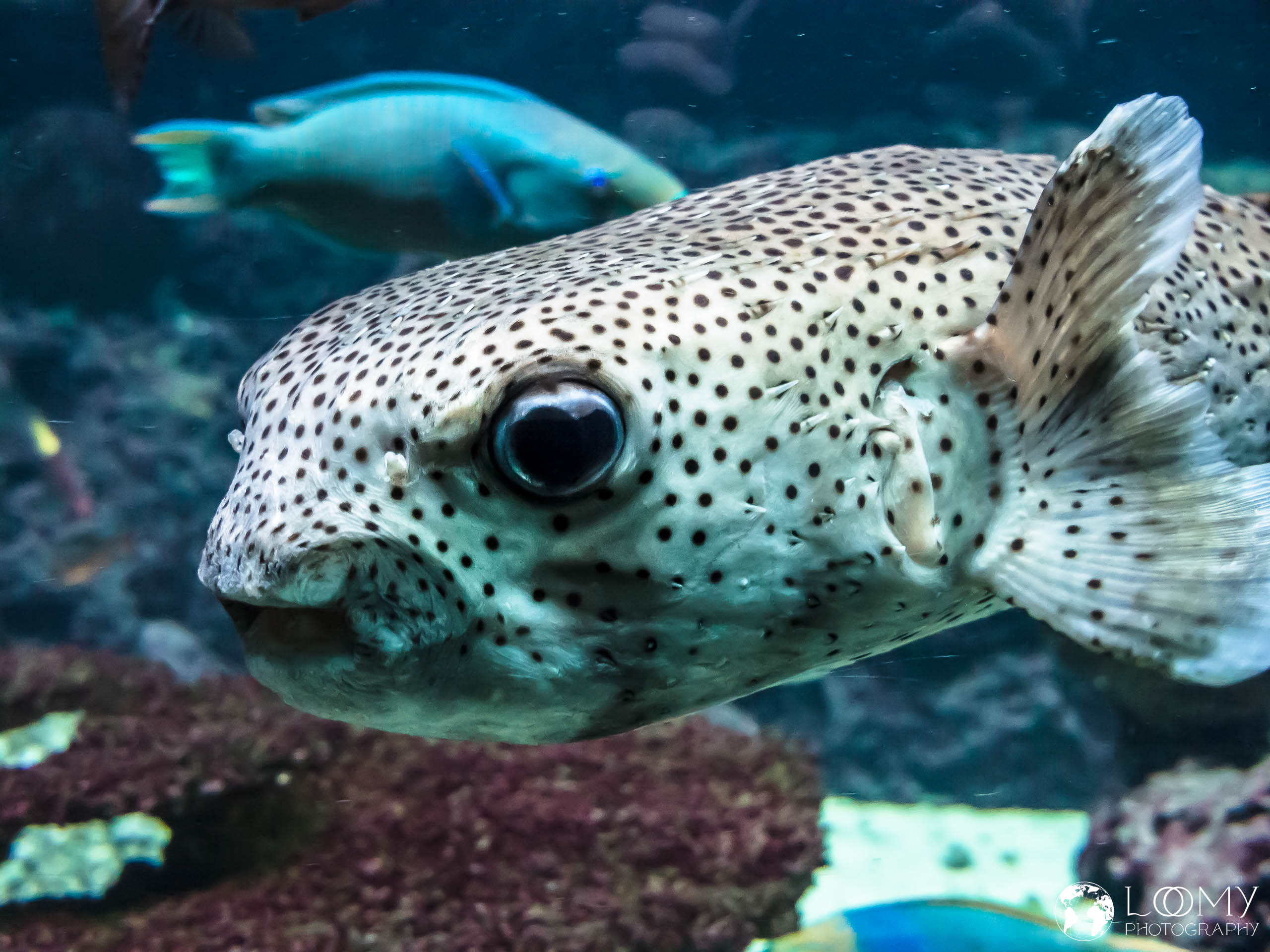 Gepunkteter Igelfisch