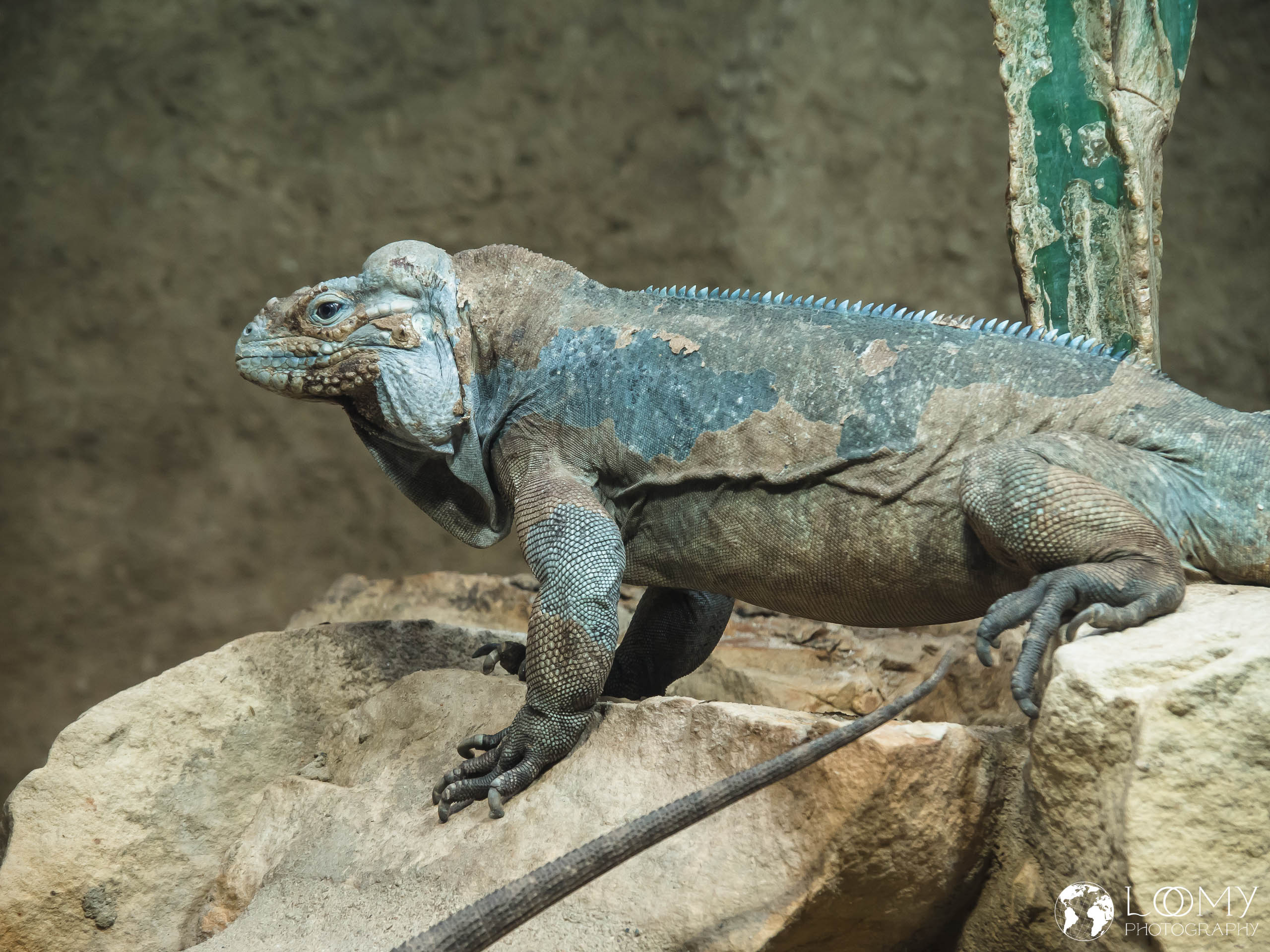 Nashornleguan