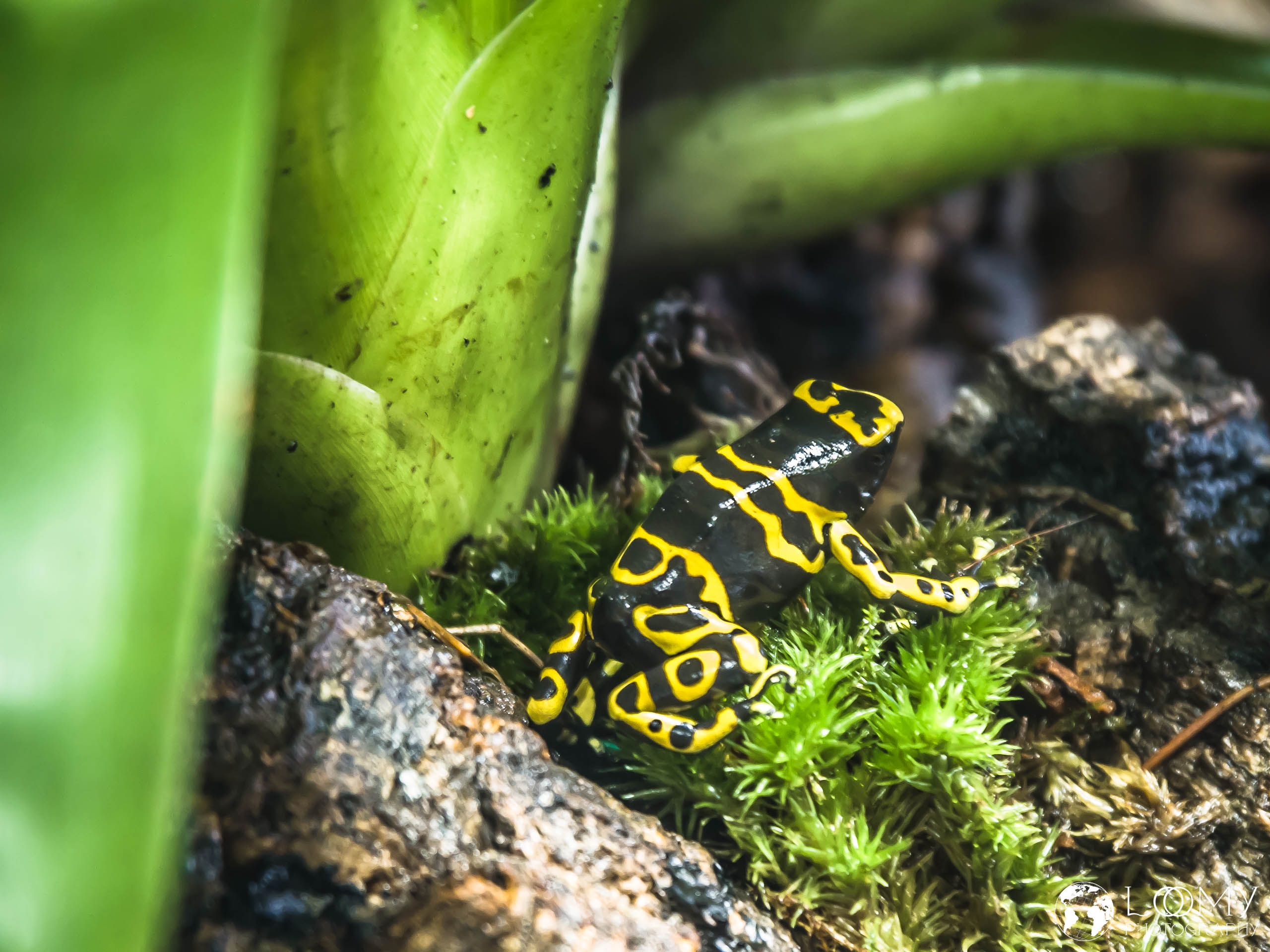 Gelbgebändeter Pfeilgiftfrosch