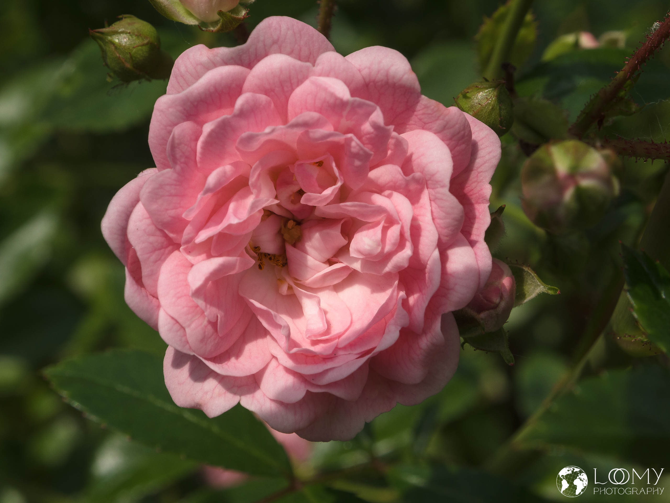 Strauchrose "The Fairy"
