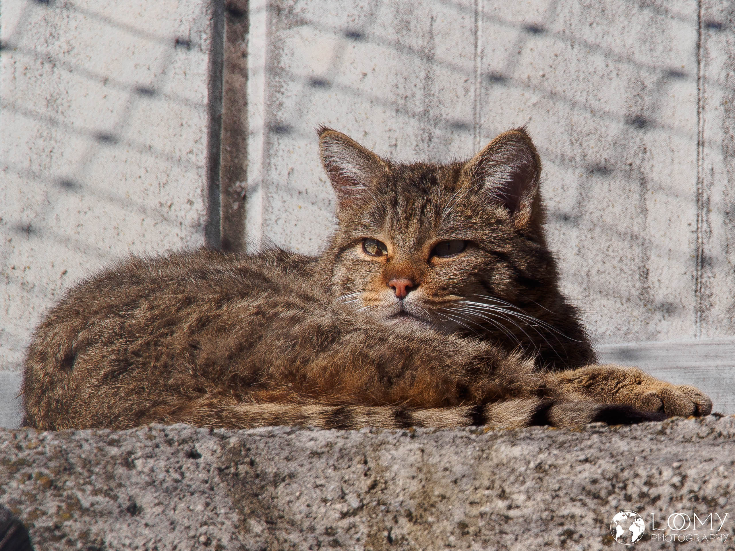 Europäische Wildkatze