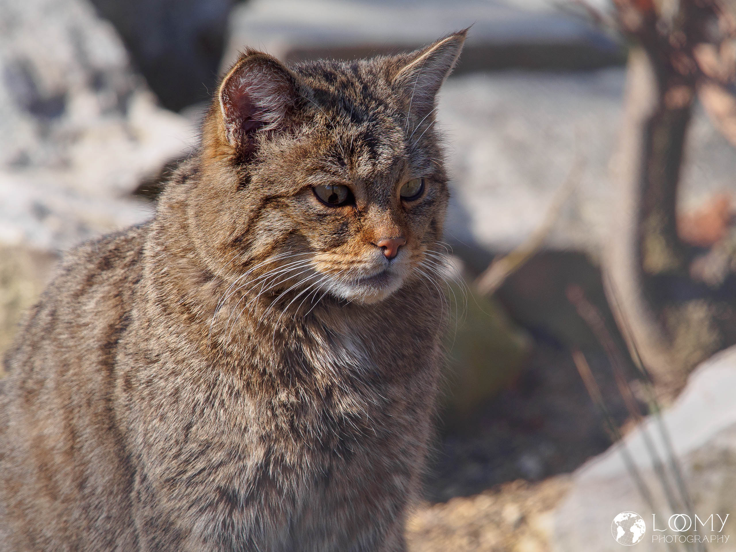Europäische Wildkatze