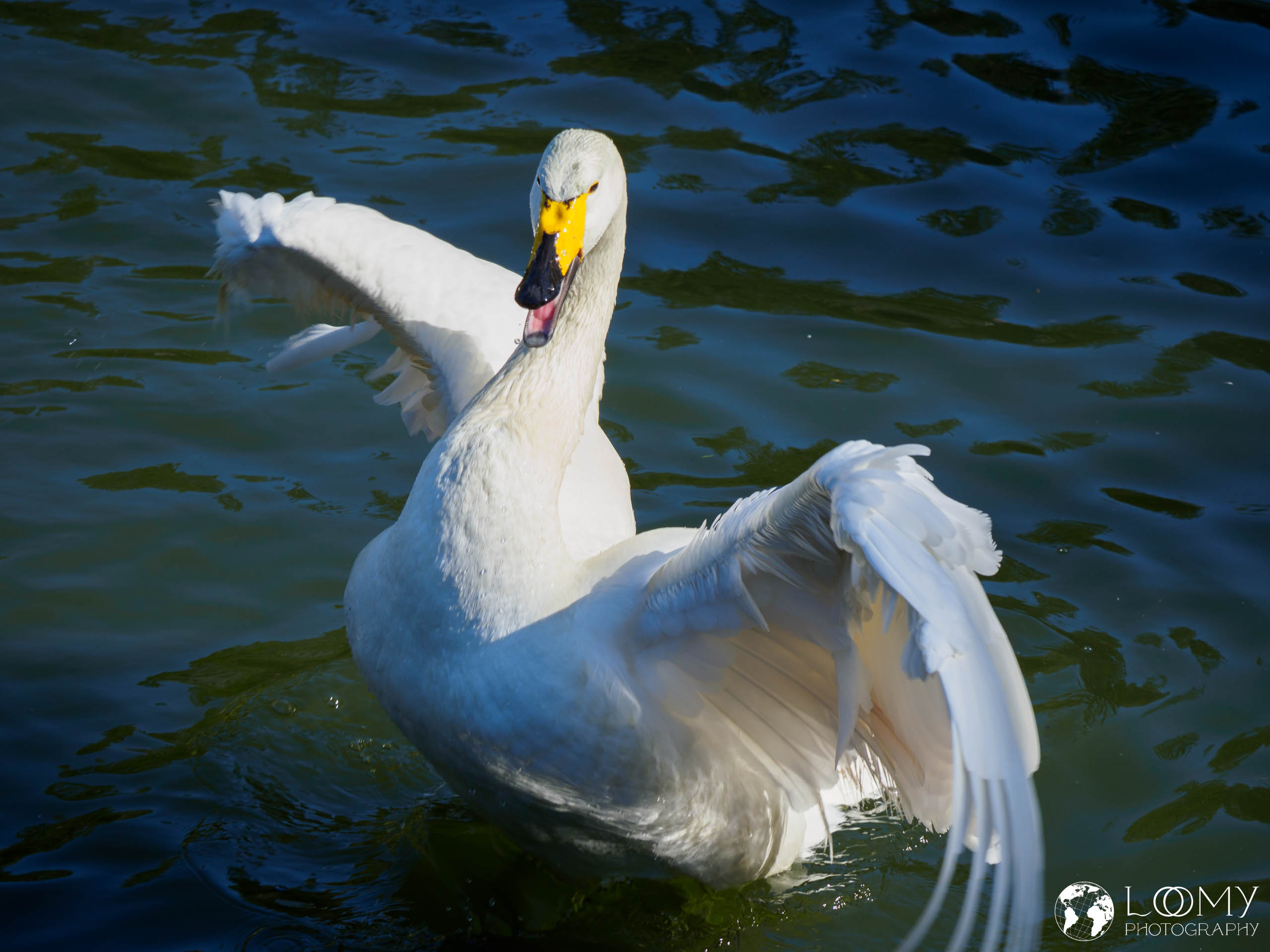 Singschwan
