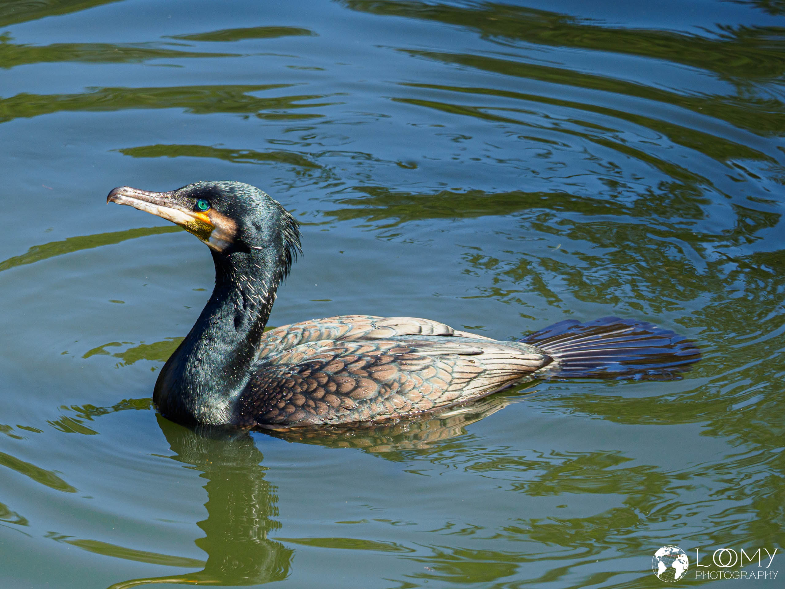 Kormoran