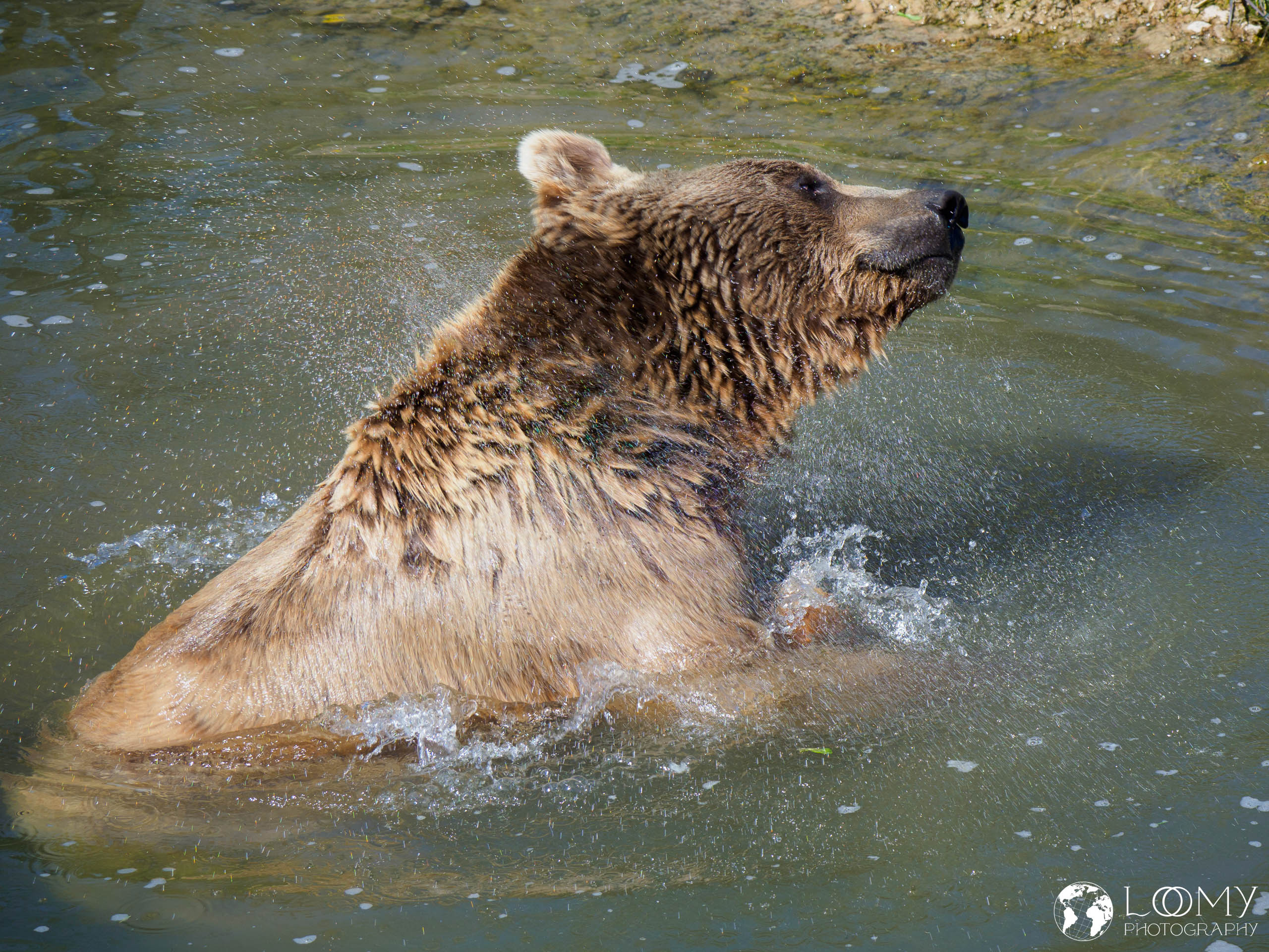 Syrischer Braunbär
