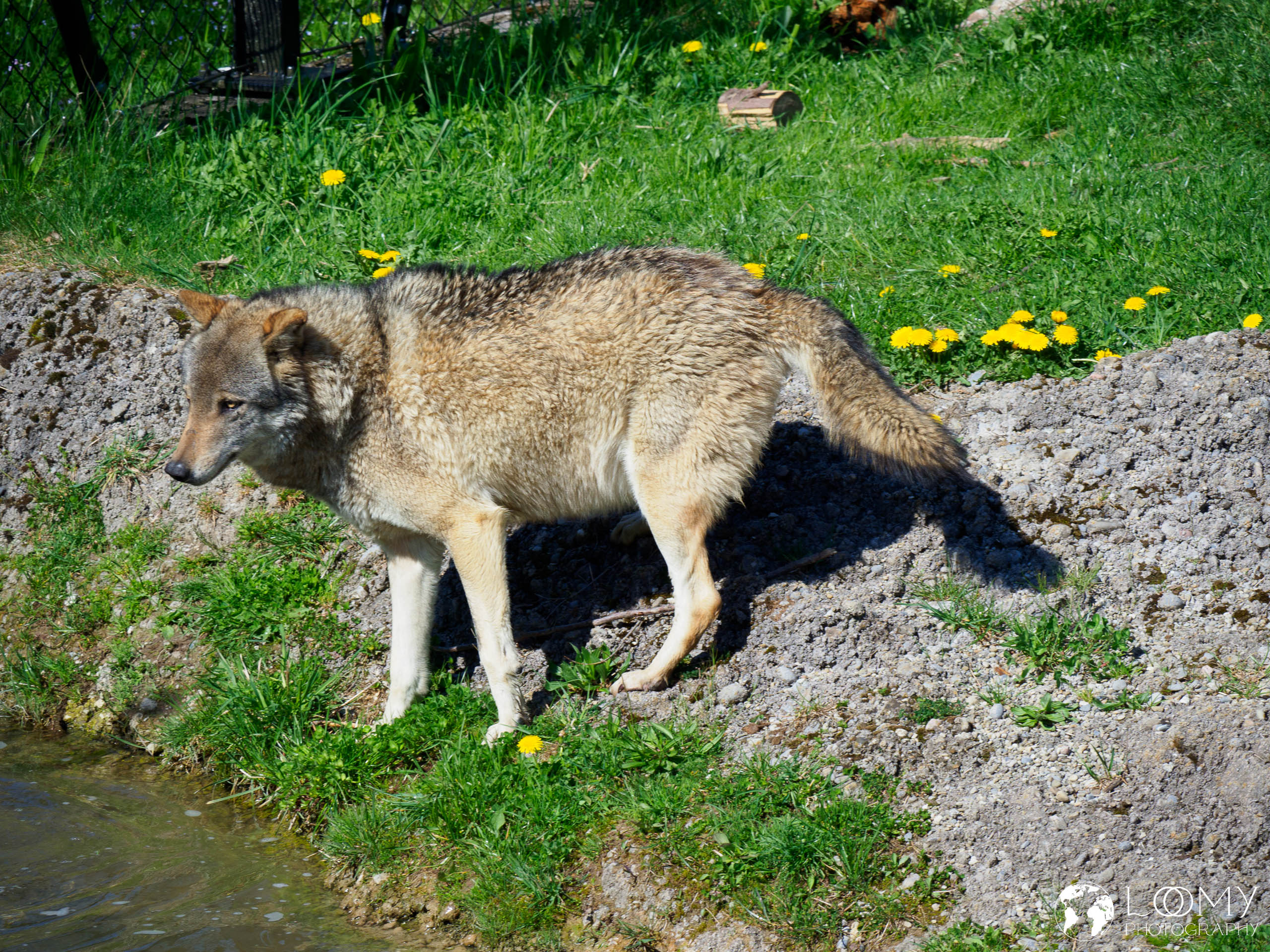 Europäischer Wolf