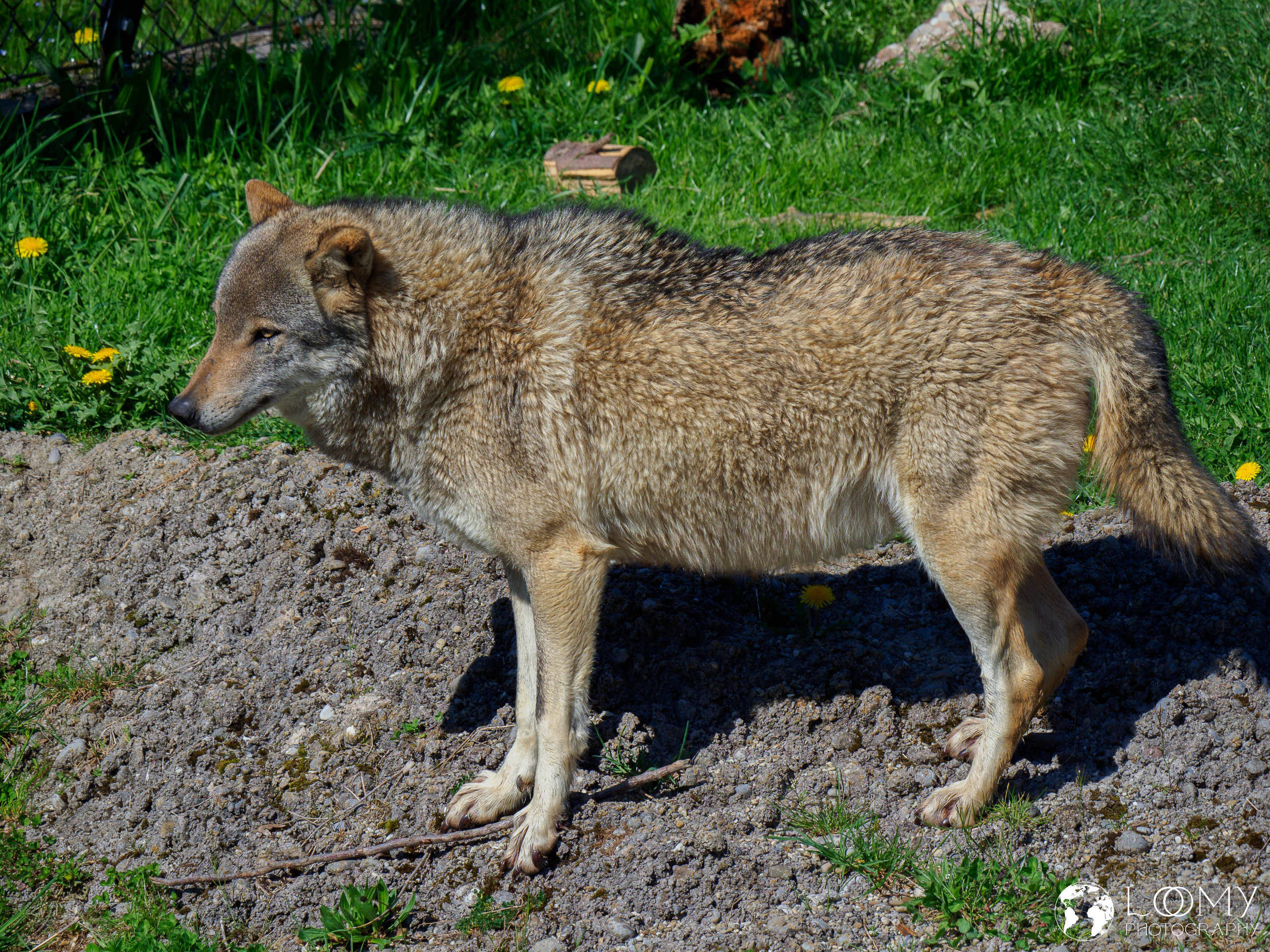 Europäischer Wolf