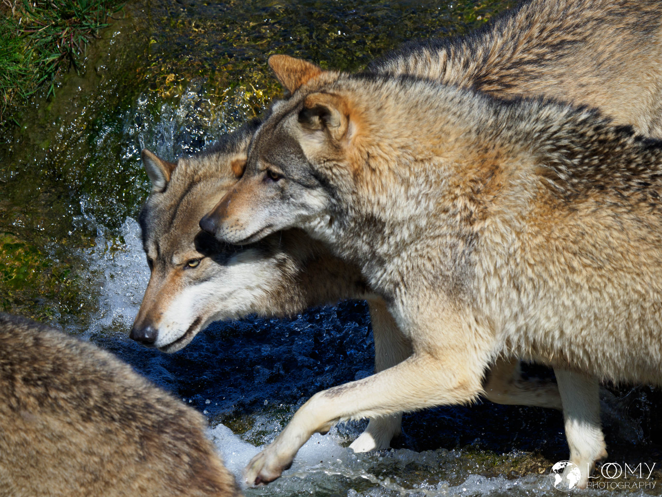 Europäischer Wolf