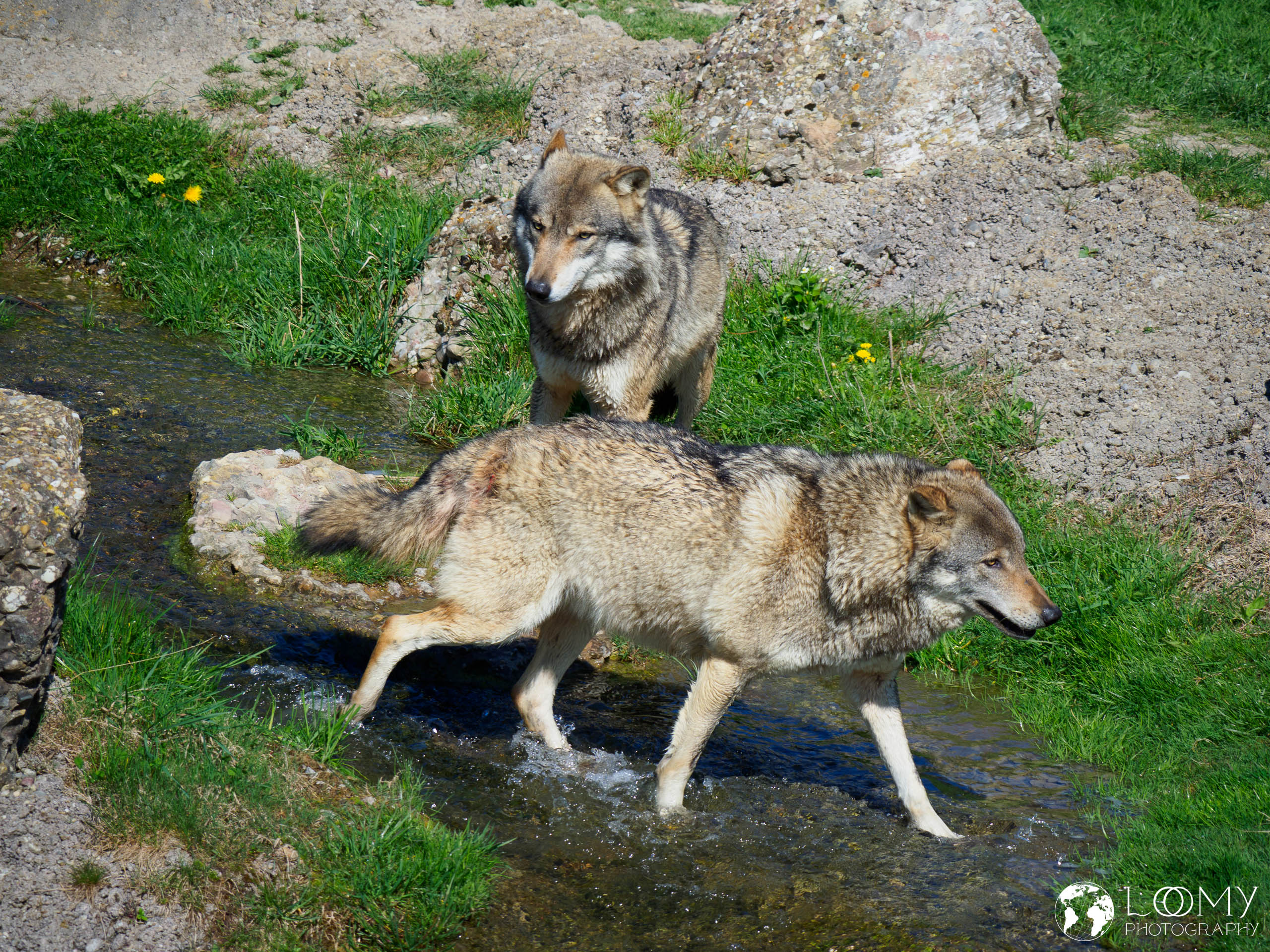 Europäischer Wolf