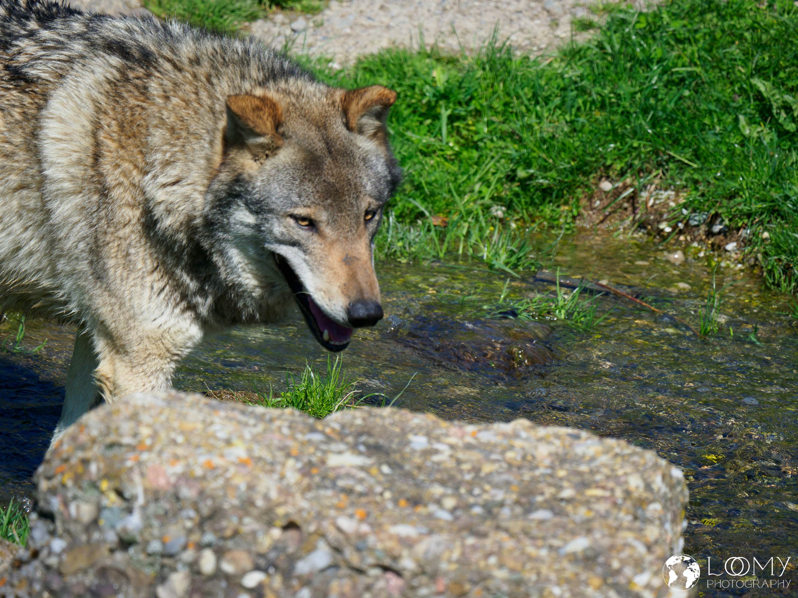 Europäischer Wolf