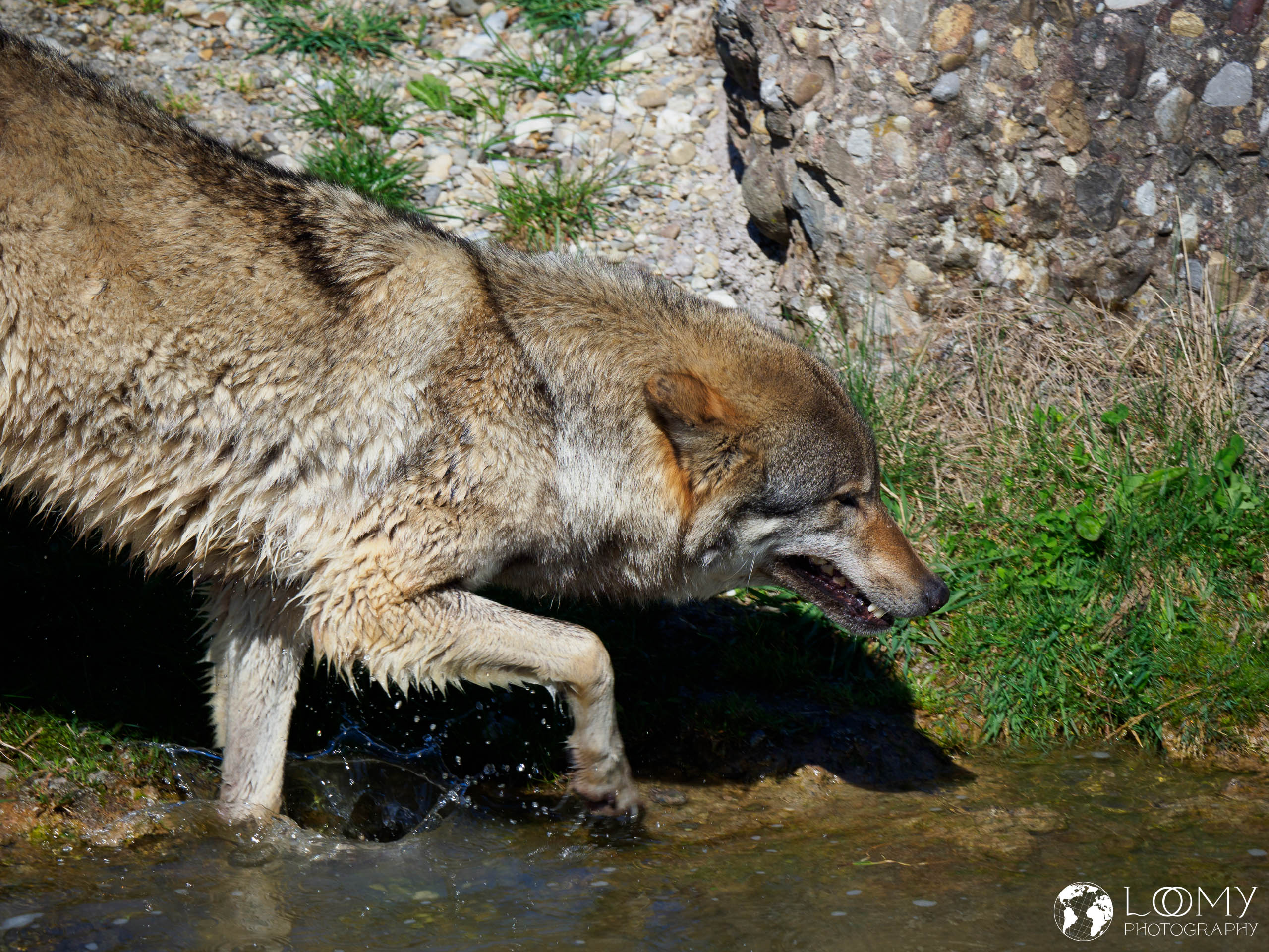 Europäischer Wolf