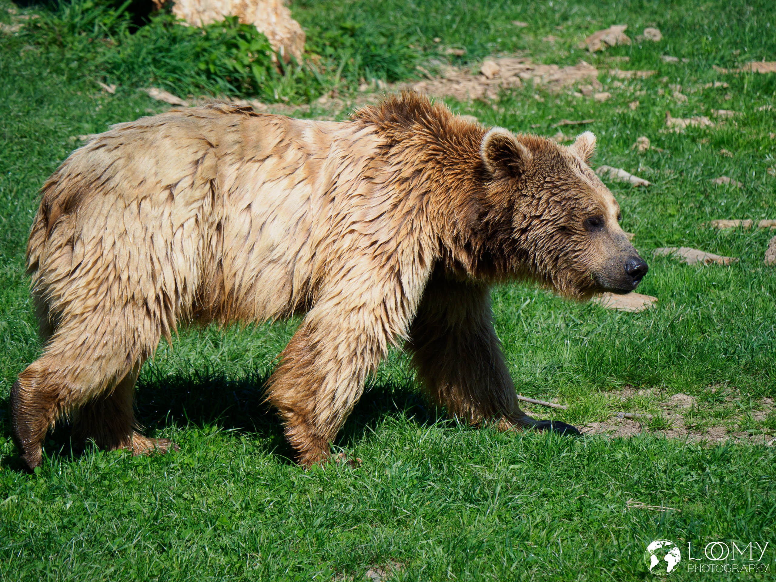 Syrischer Braunbär