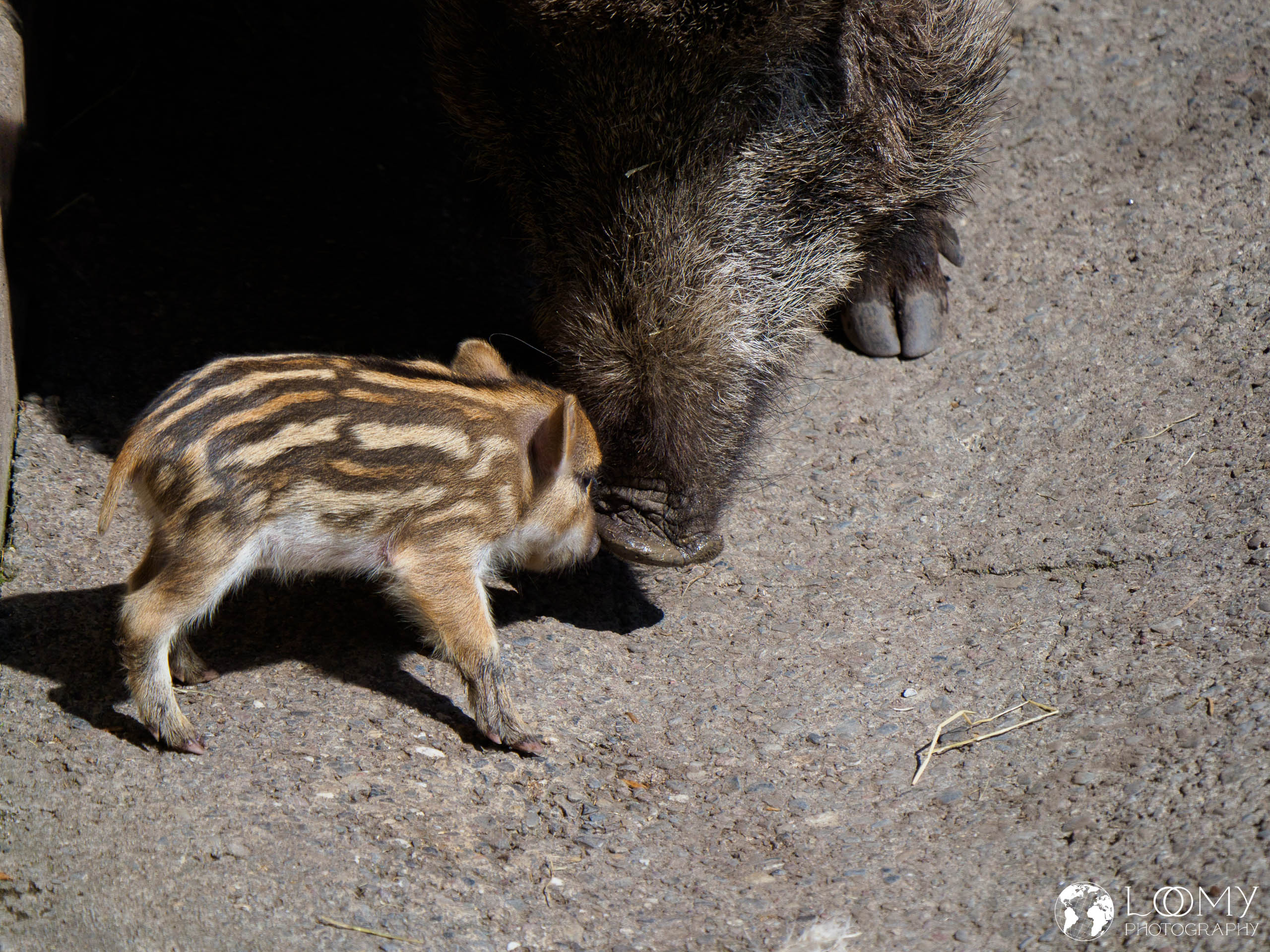 Wildschwein
