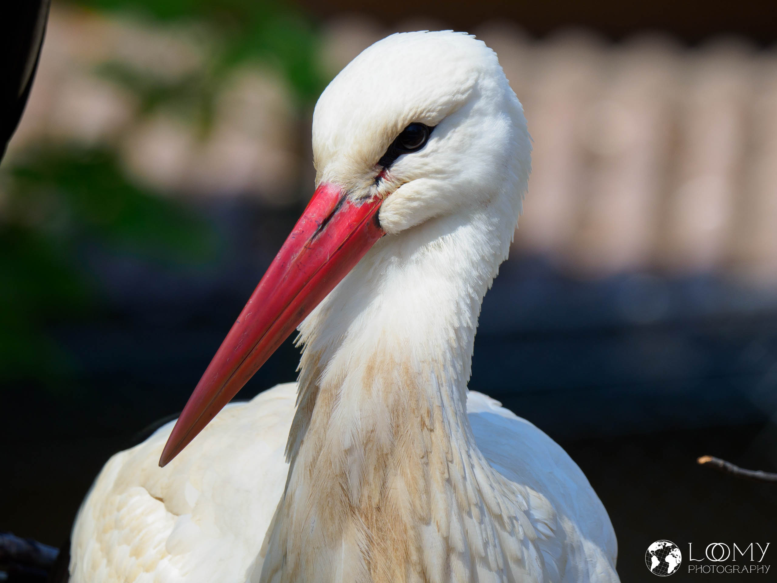 Weissstorch