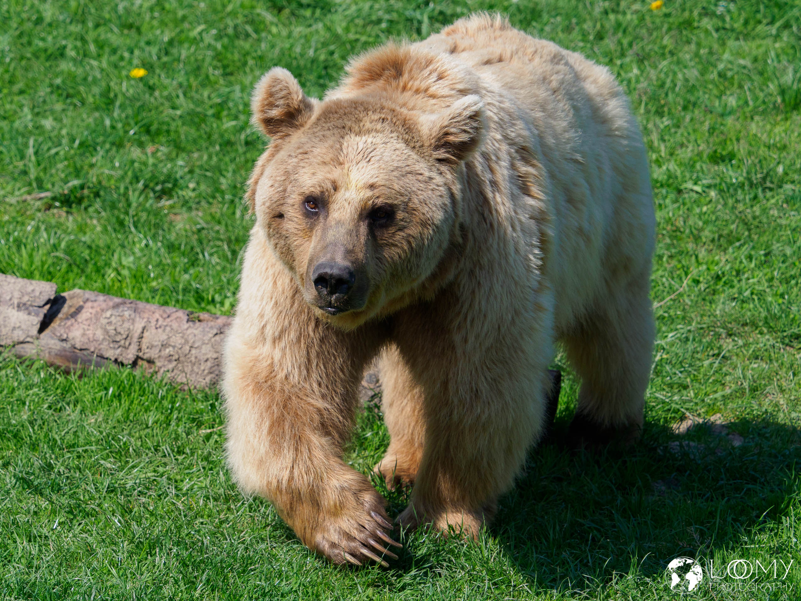 Syrischer Braunbär