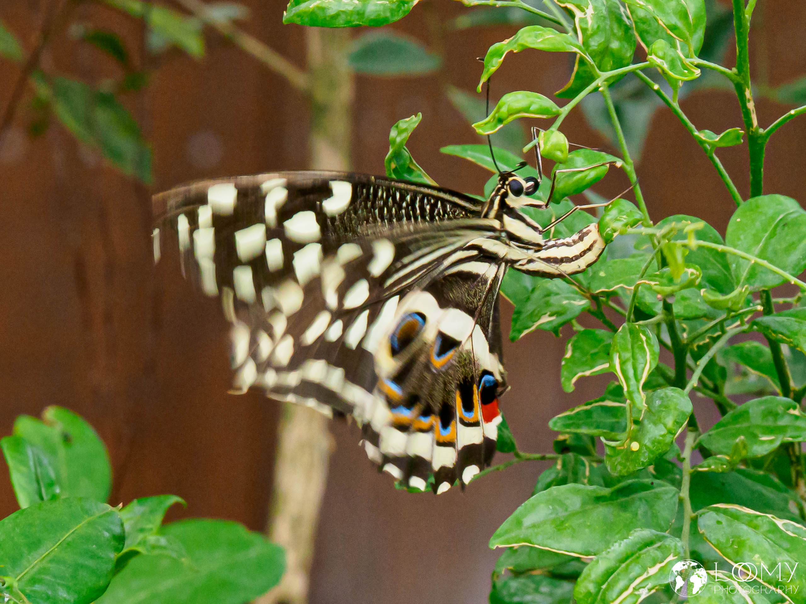 Afrikanischer Schwalbenschwanz