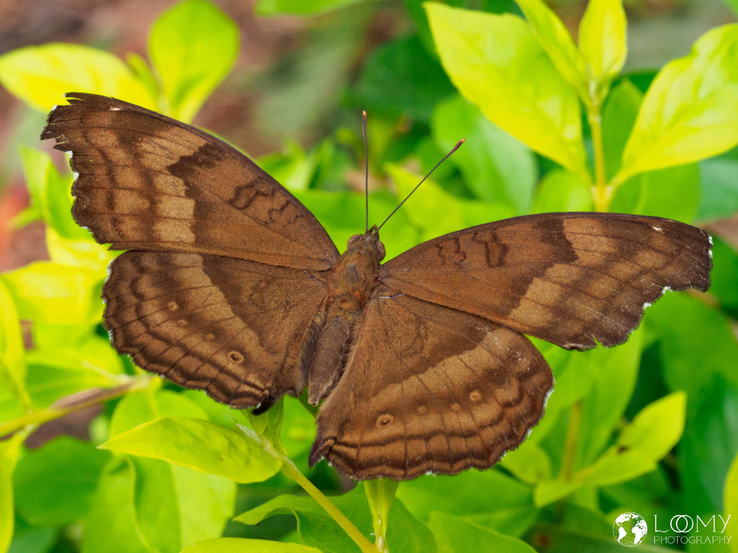 Schokoladen-Veilchen