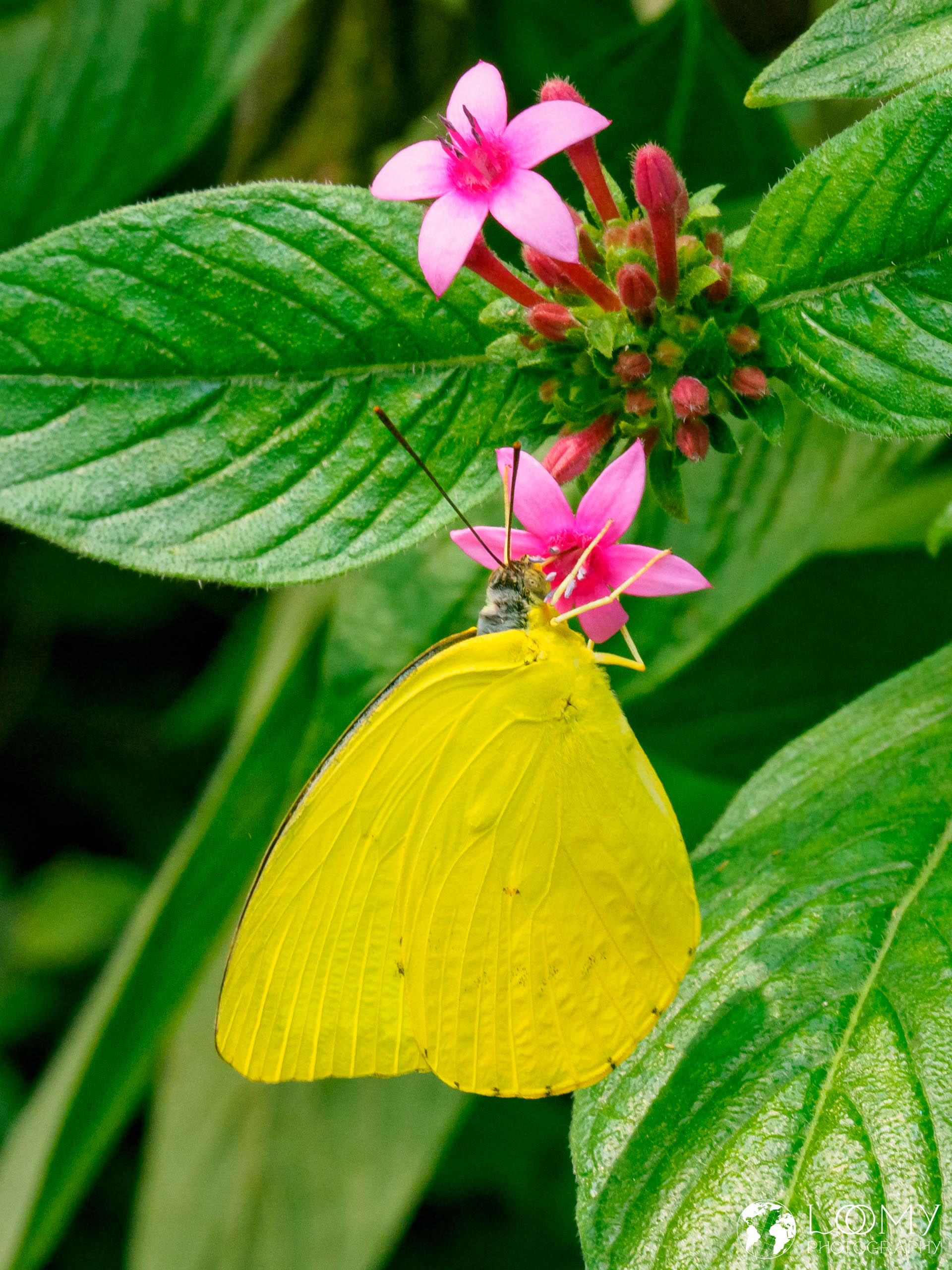 Orangegetüpfelter Gelbling