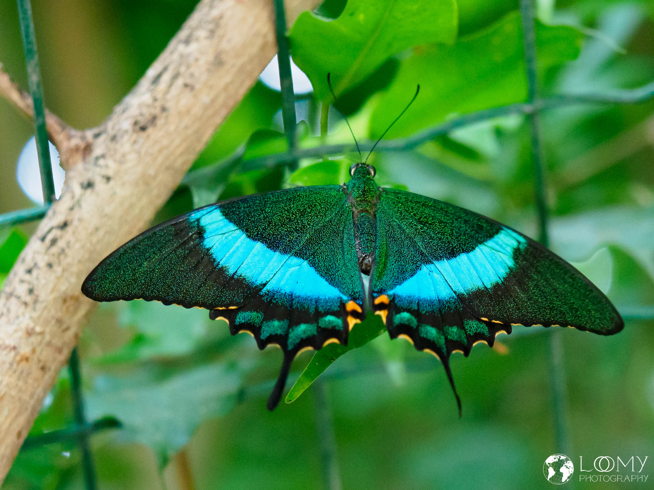 Neon-Schwalbenschwanz