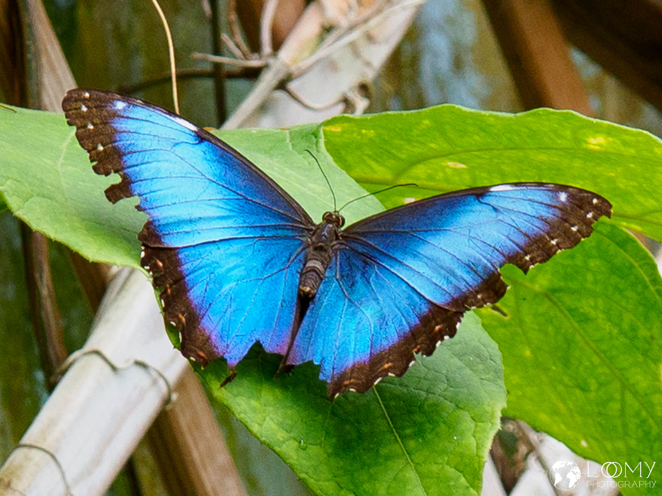 Blauer Morpho