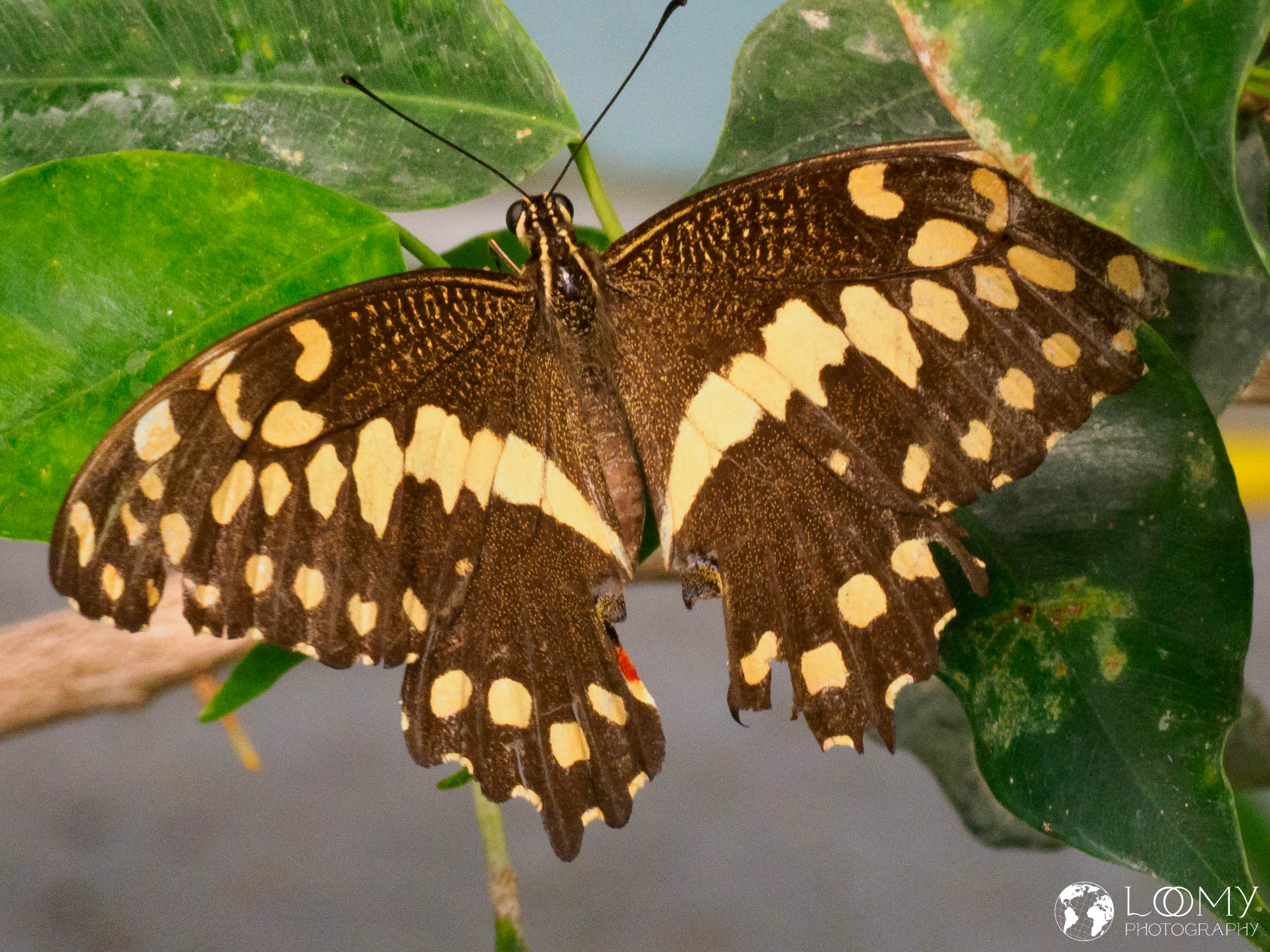 Afrikanischer Schwalbenschwanz
