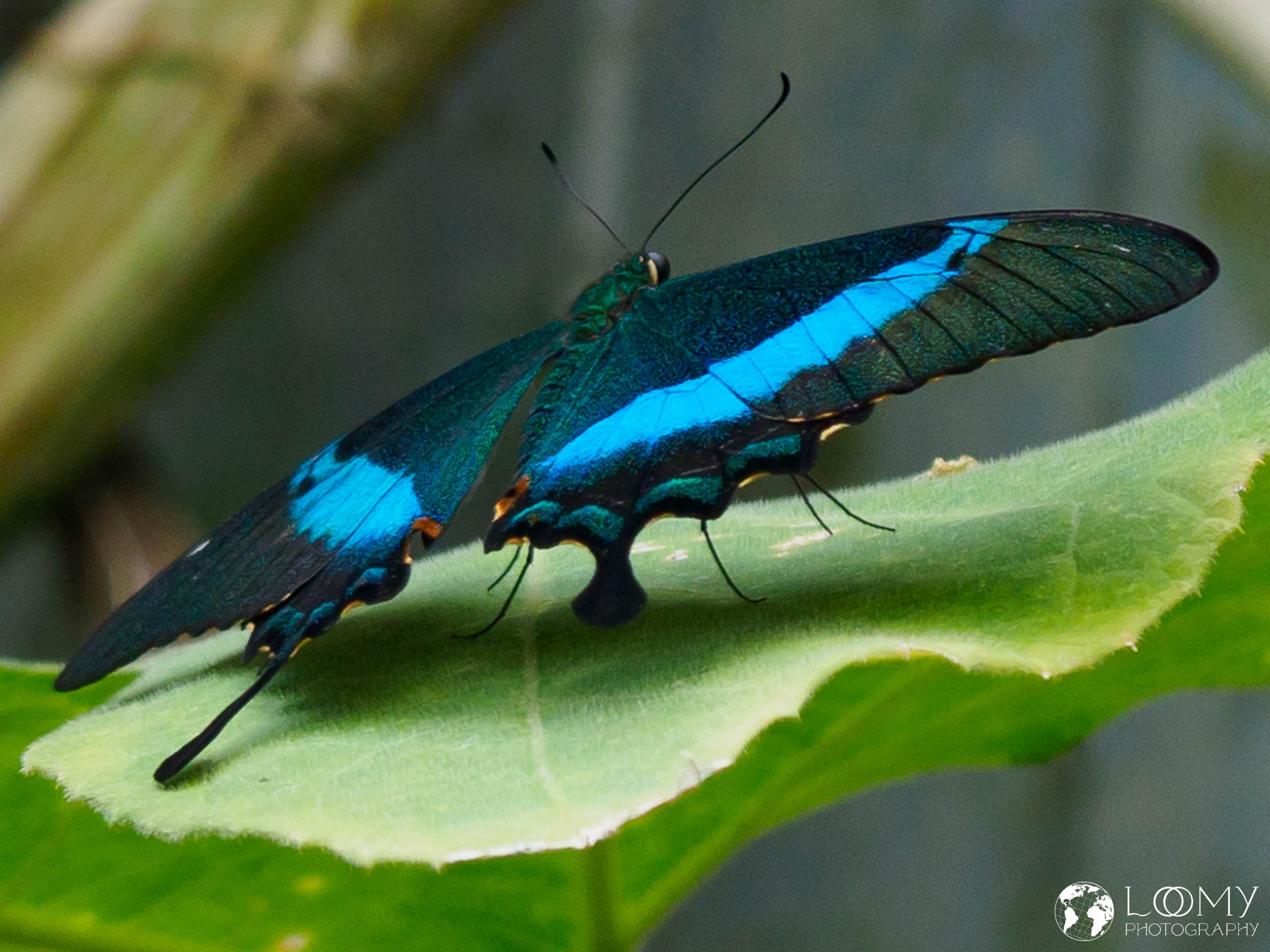 Neon-Schwalbenschwanz