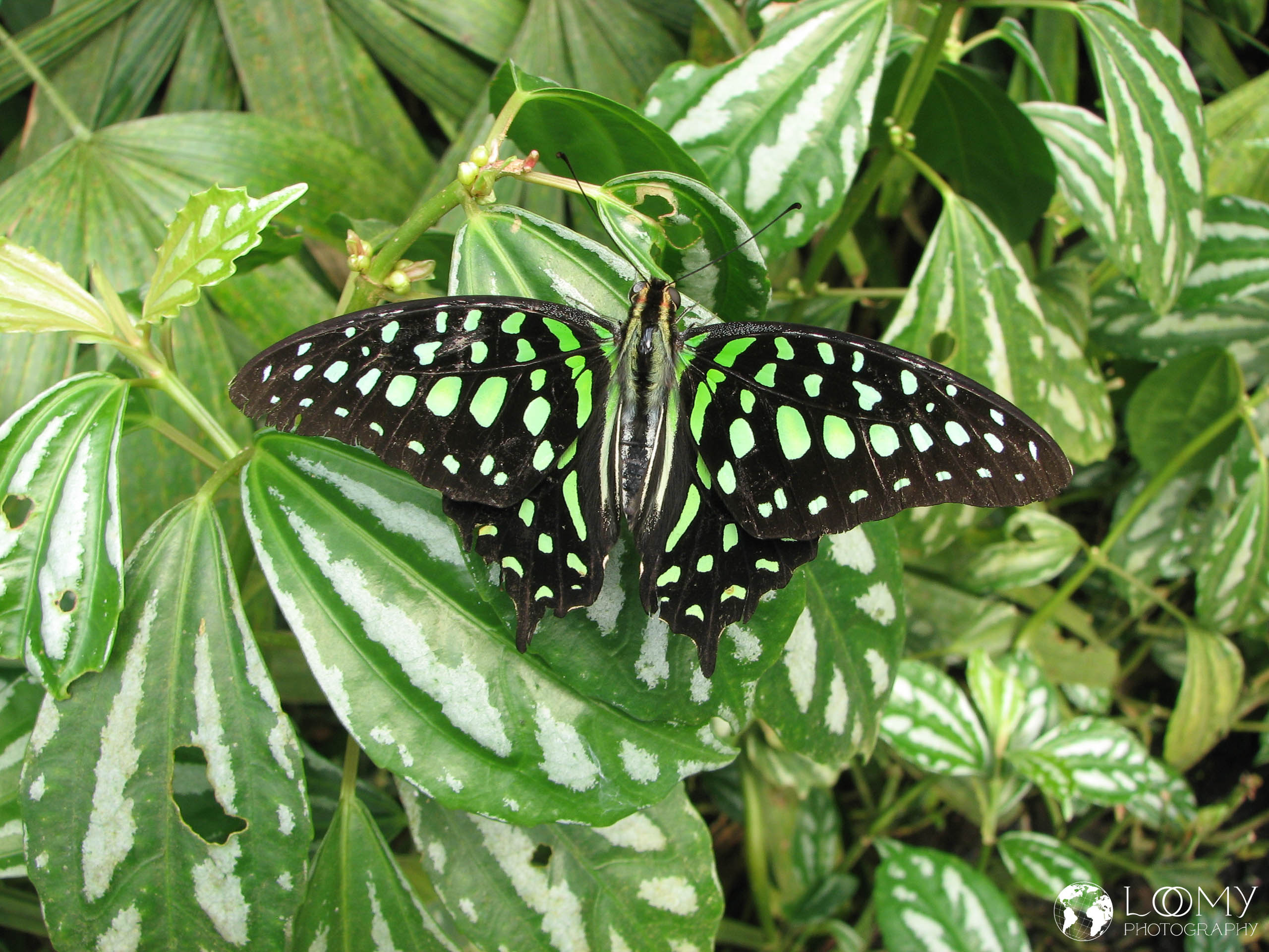 Geschweifter Eichelhäher