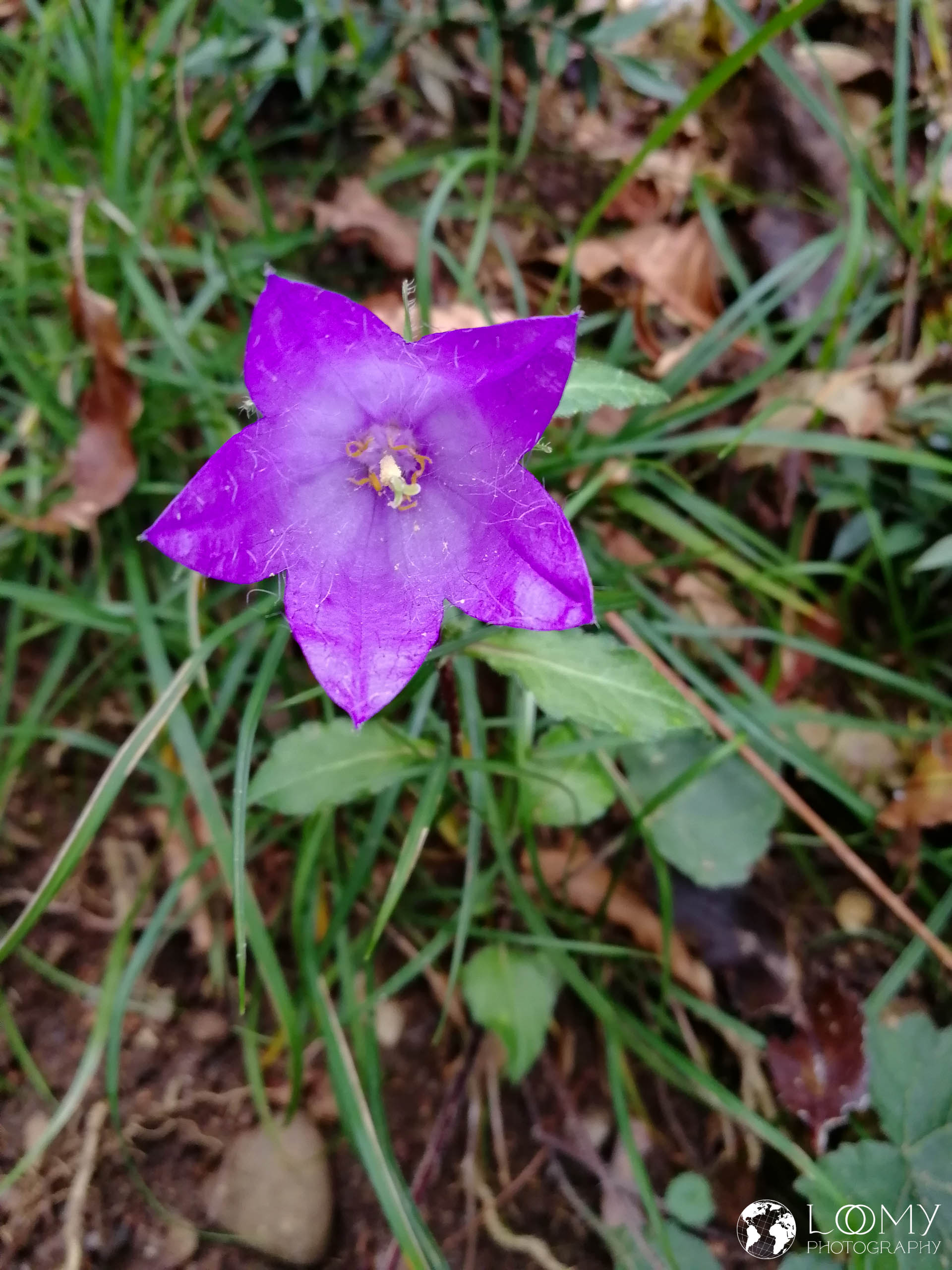 Nesselblätrige Glockenblume