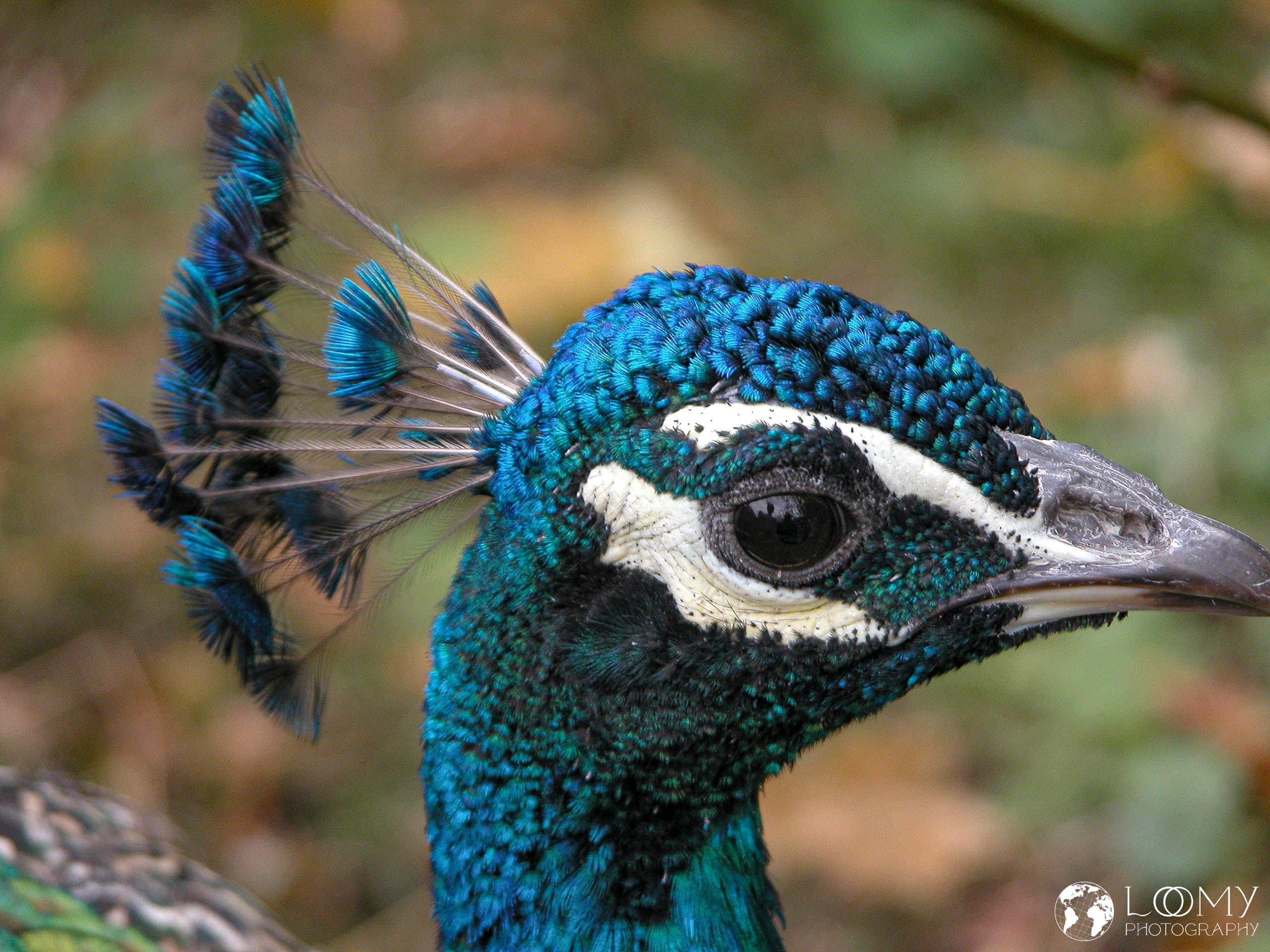 Pfau