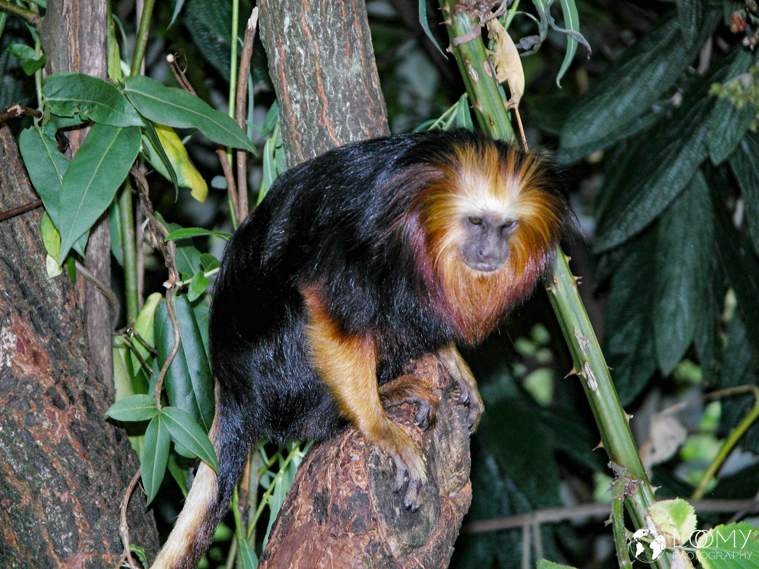 Affe
