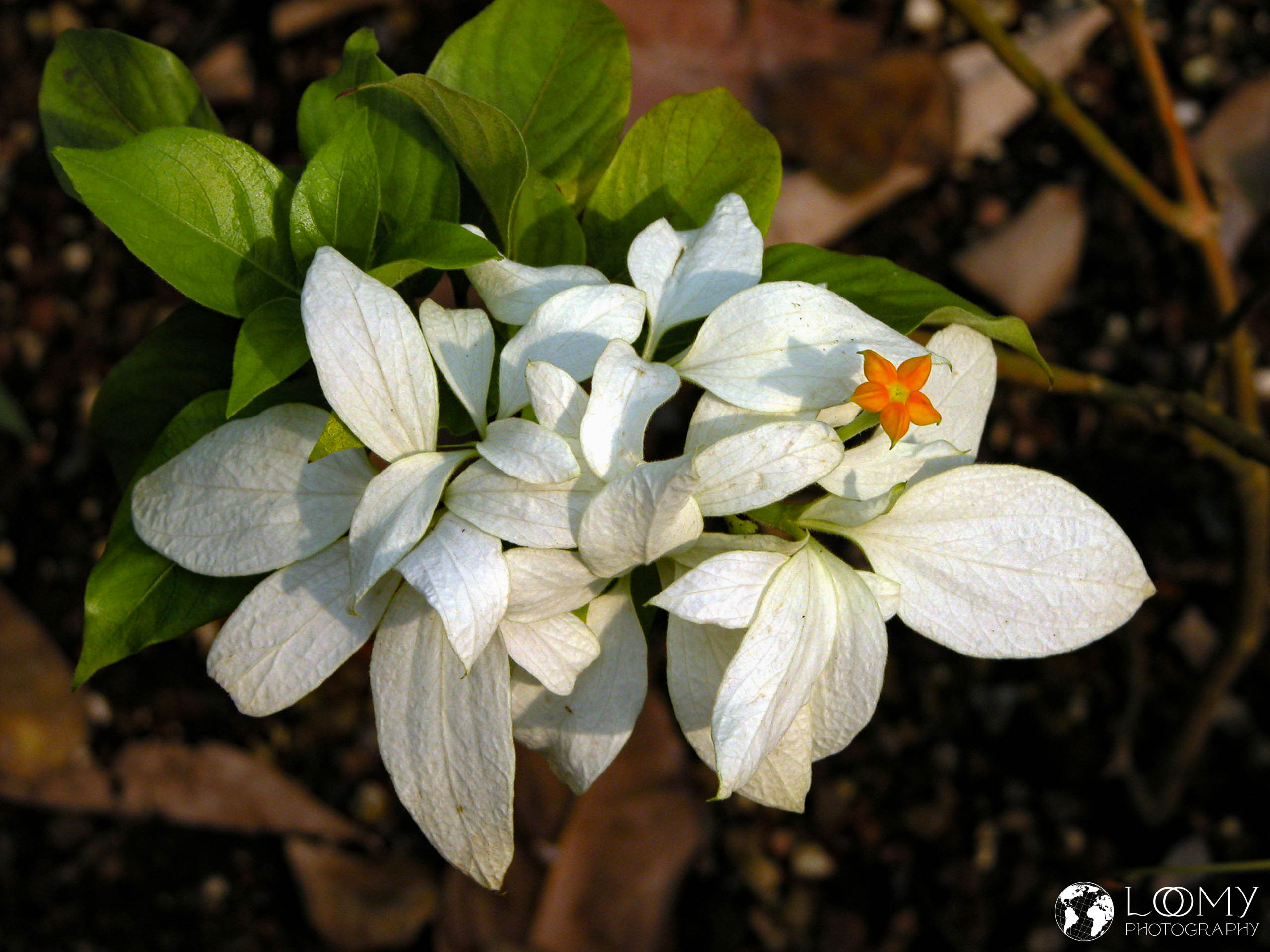 Blüte