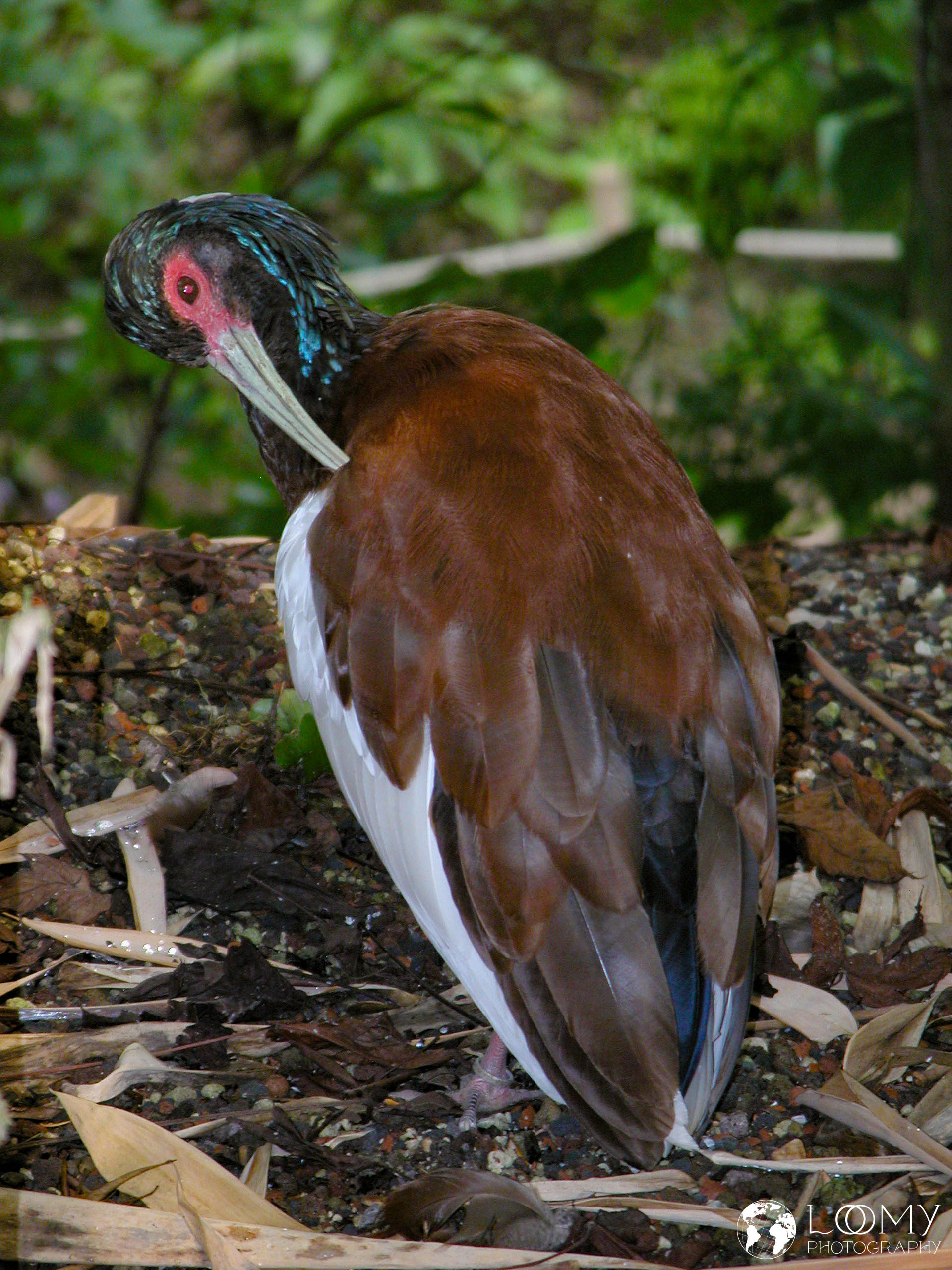 Vogel