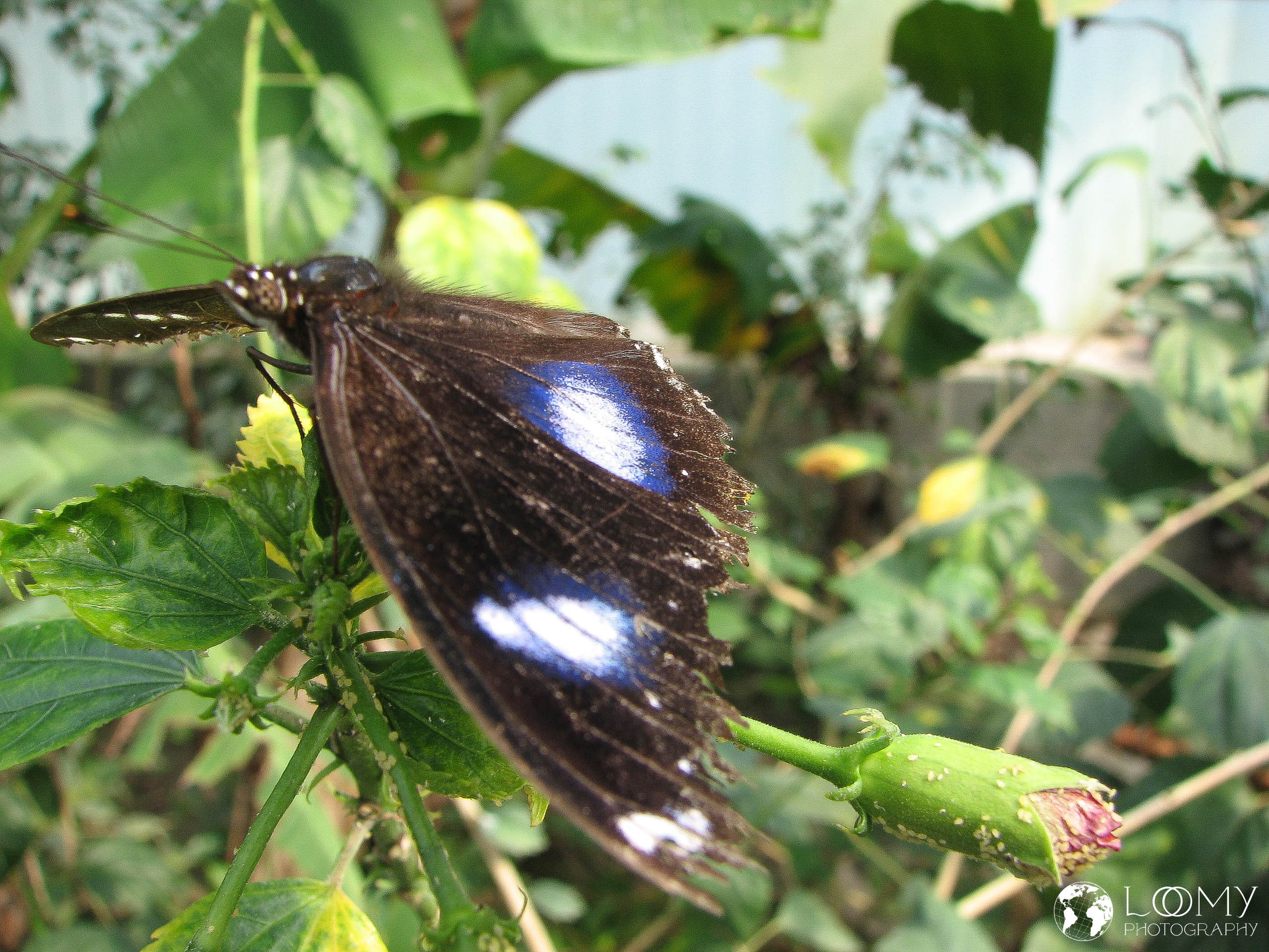 Grosse Eierfliege