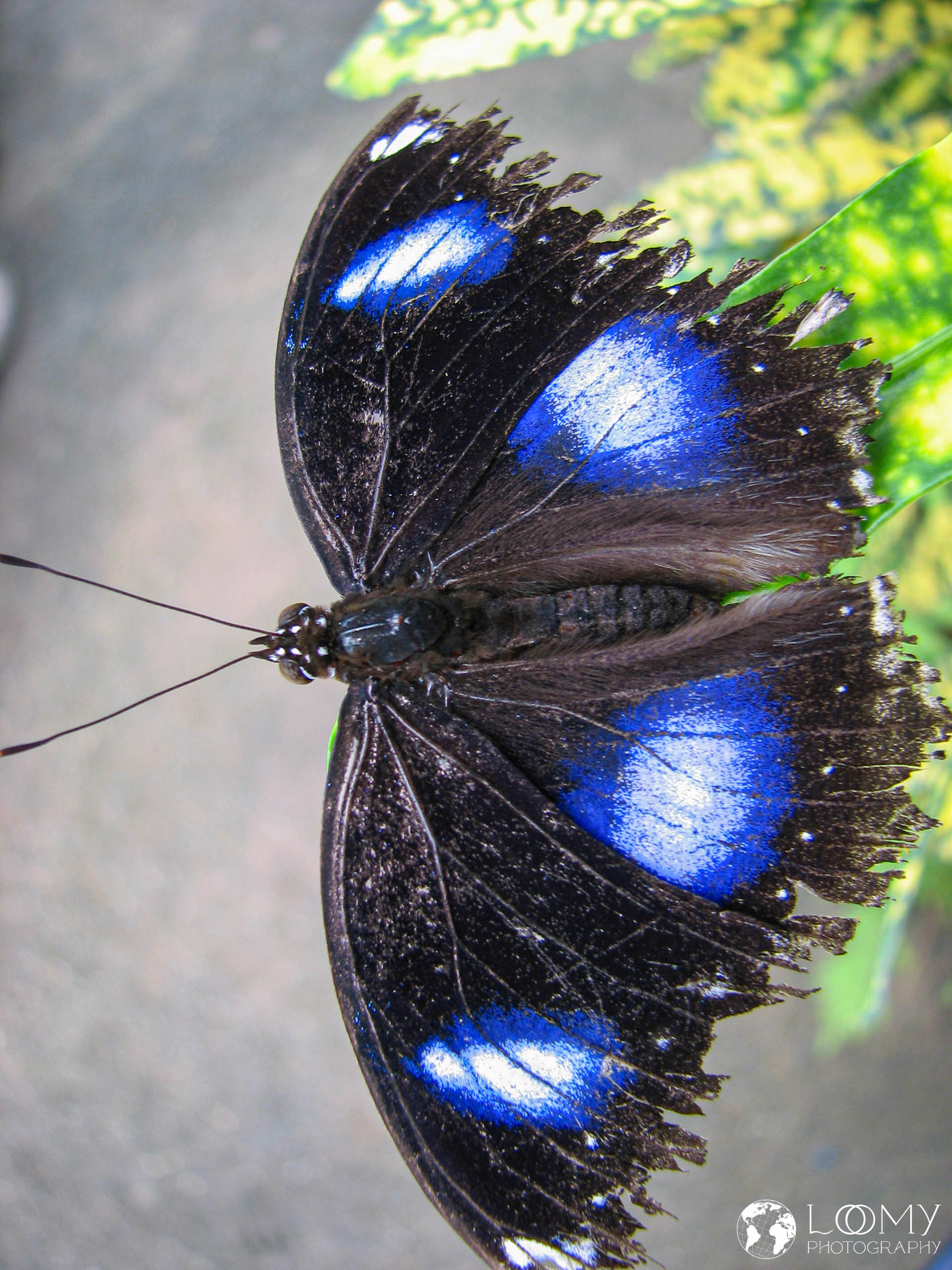Grosse Eierfliege