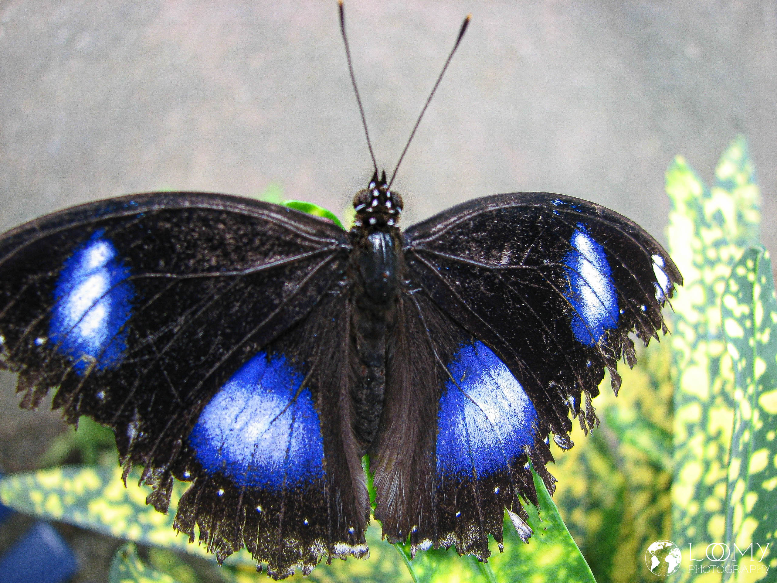 Grosse Eierfliege
