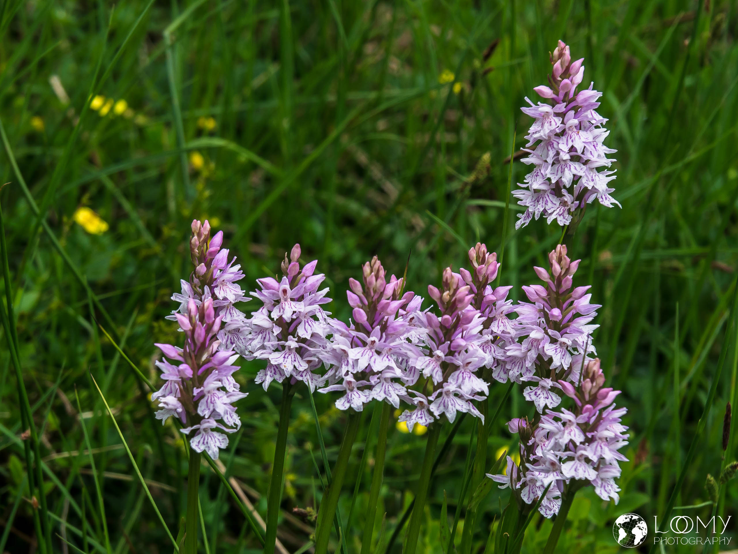 Geflecktes Knabenkraut