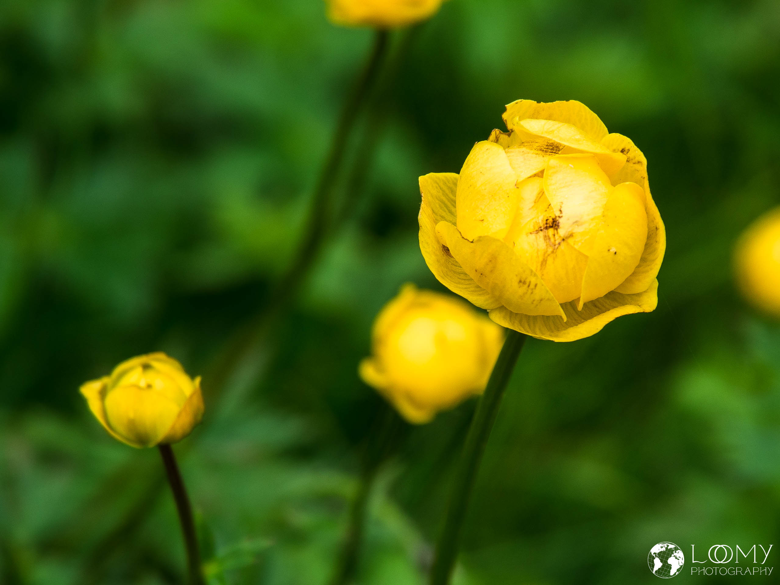 Trollblume