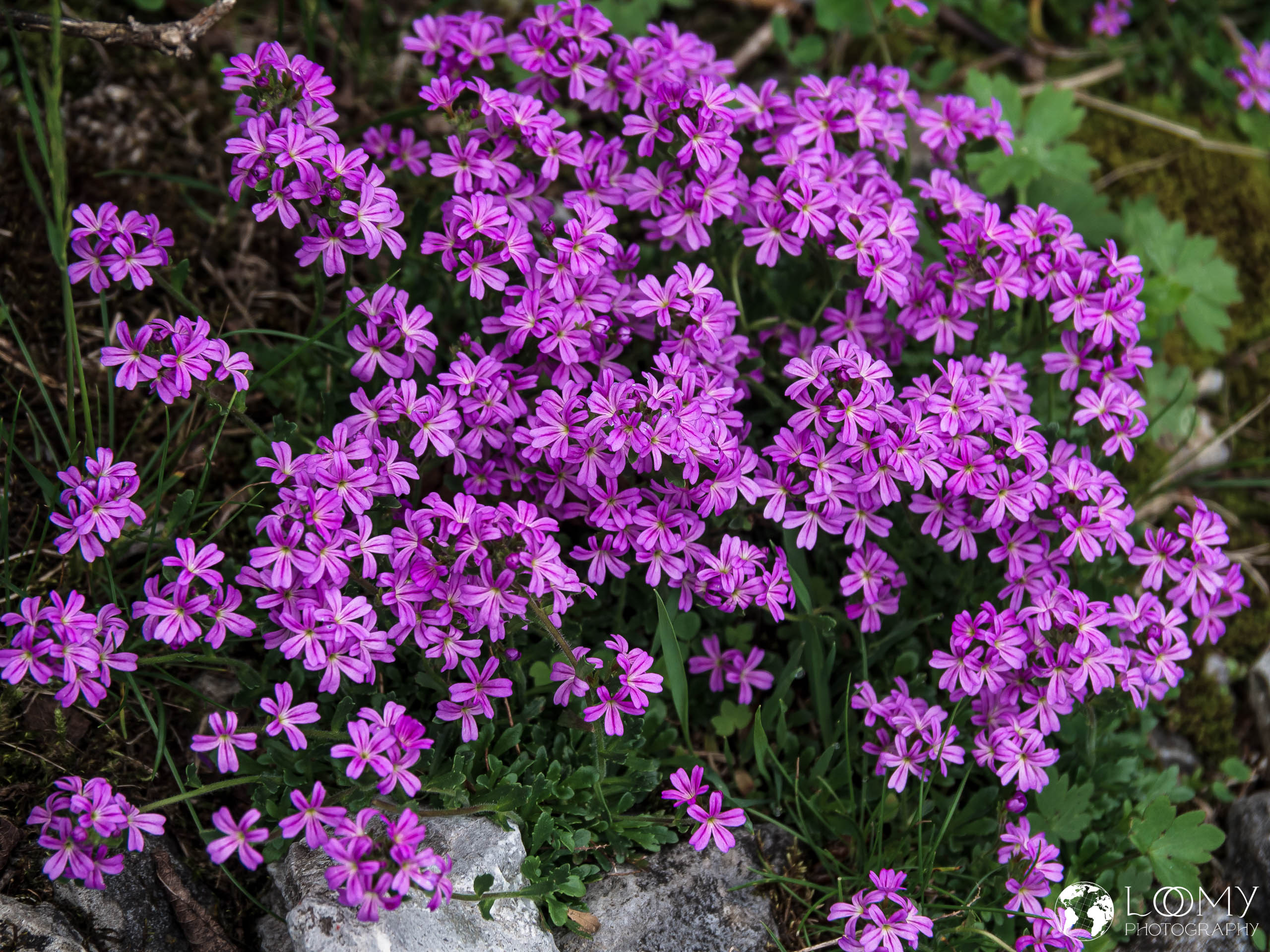 Leberbalsam