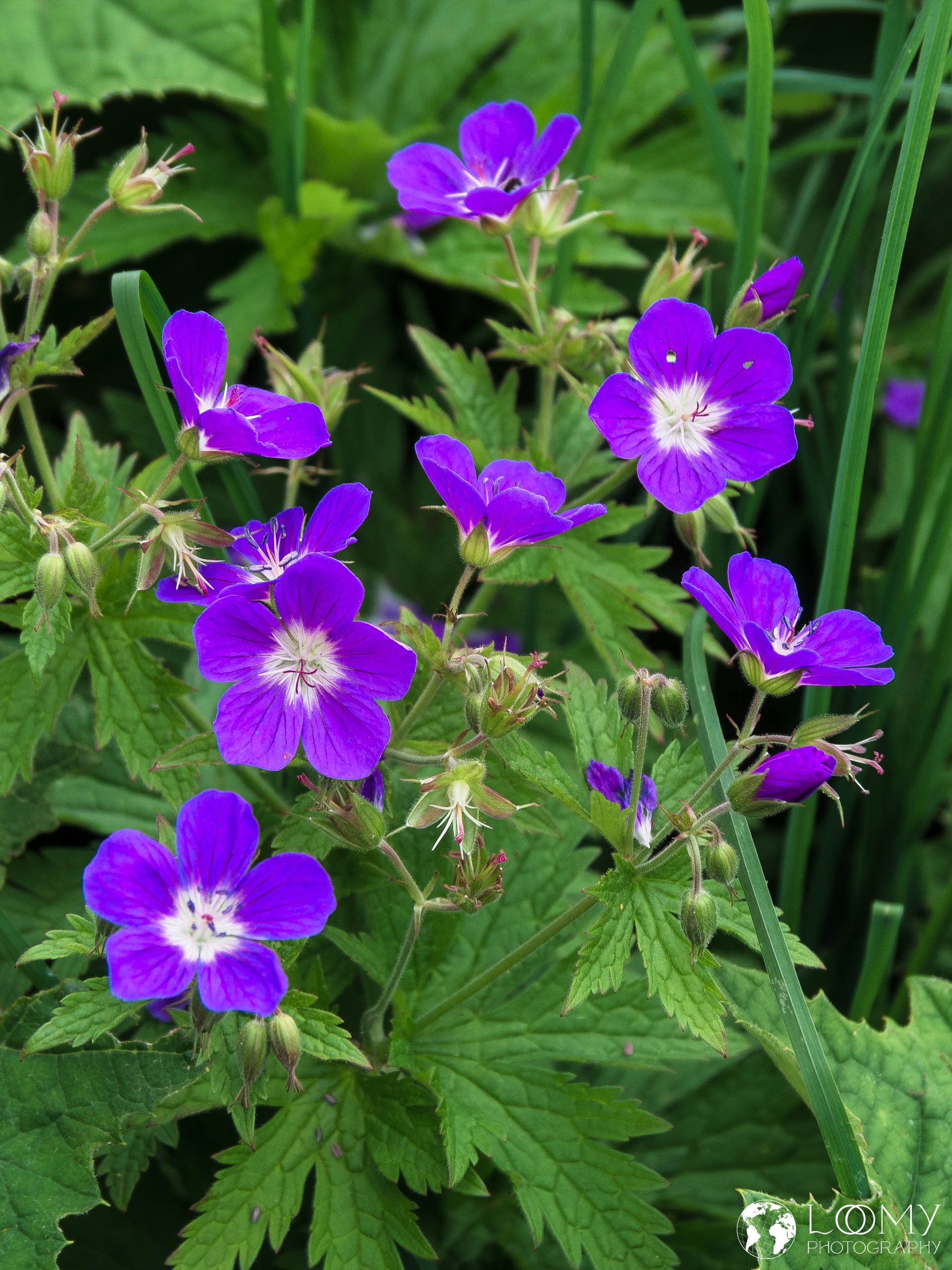 Waldstorchschnabel