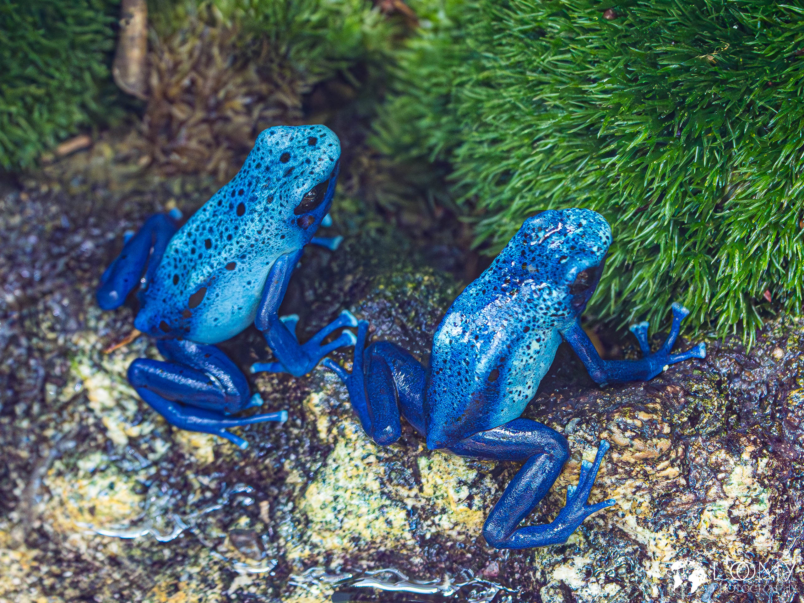 Blauer Pfeilgiftfrosch