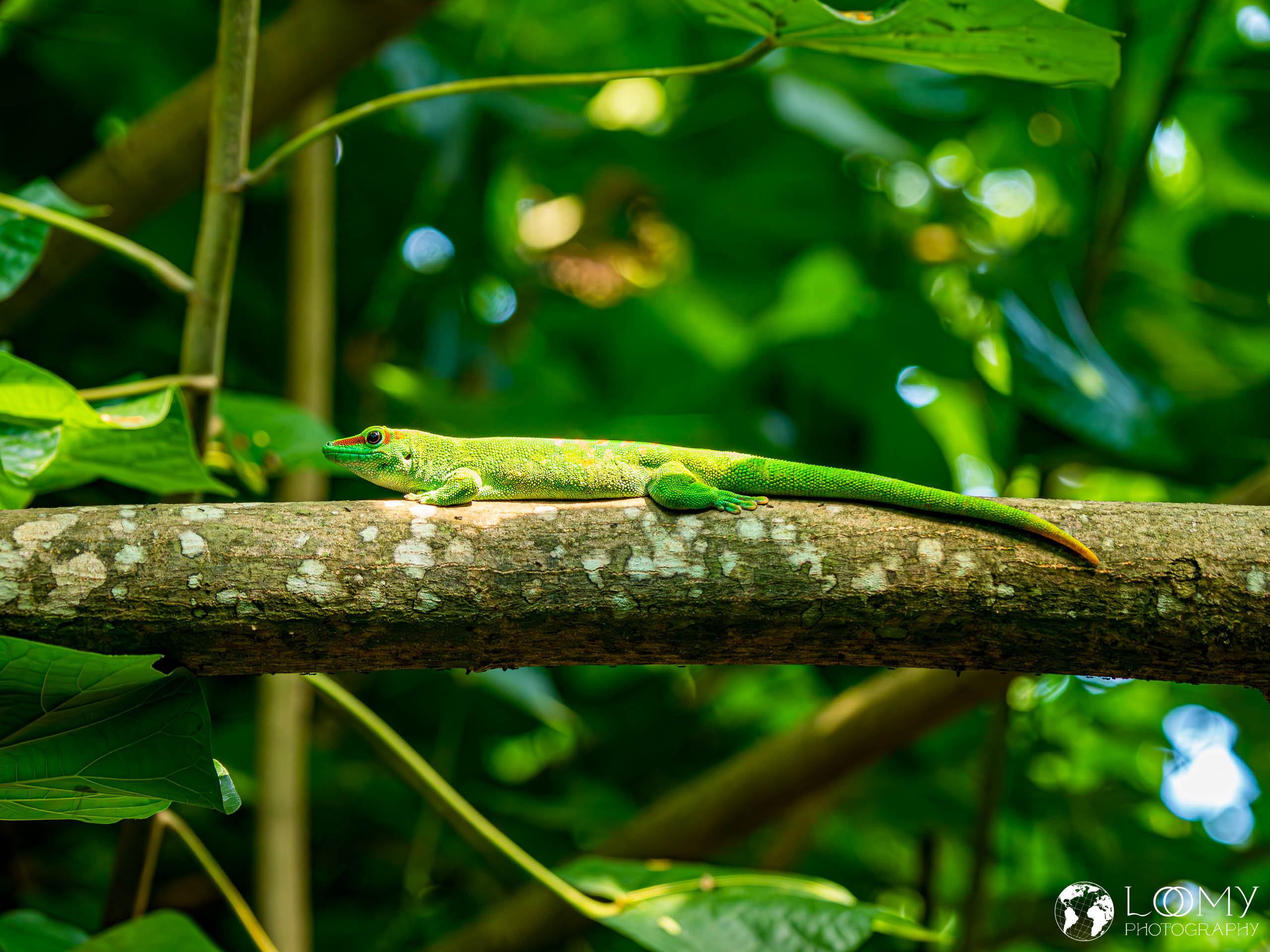 Grosser Madagaskar Taggecko