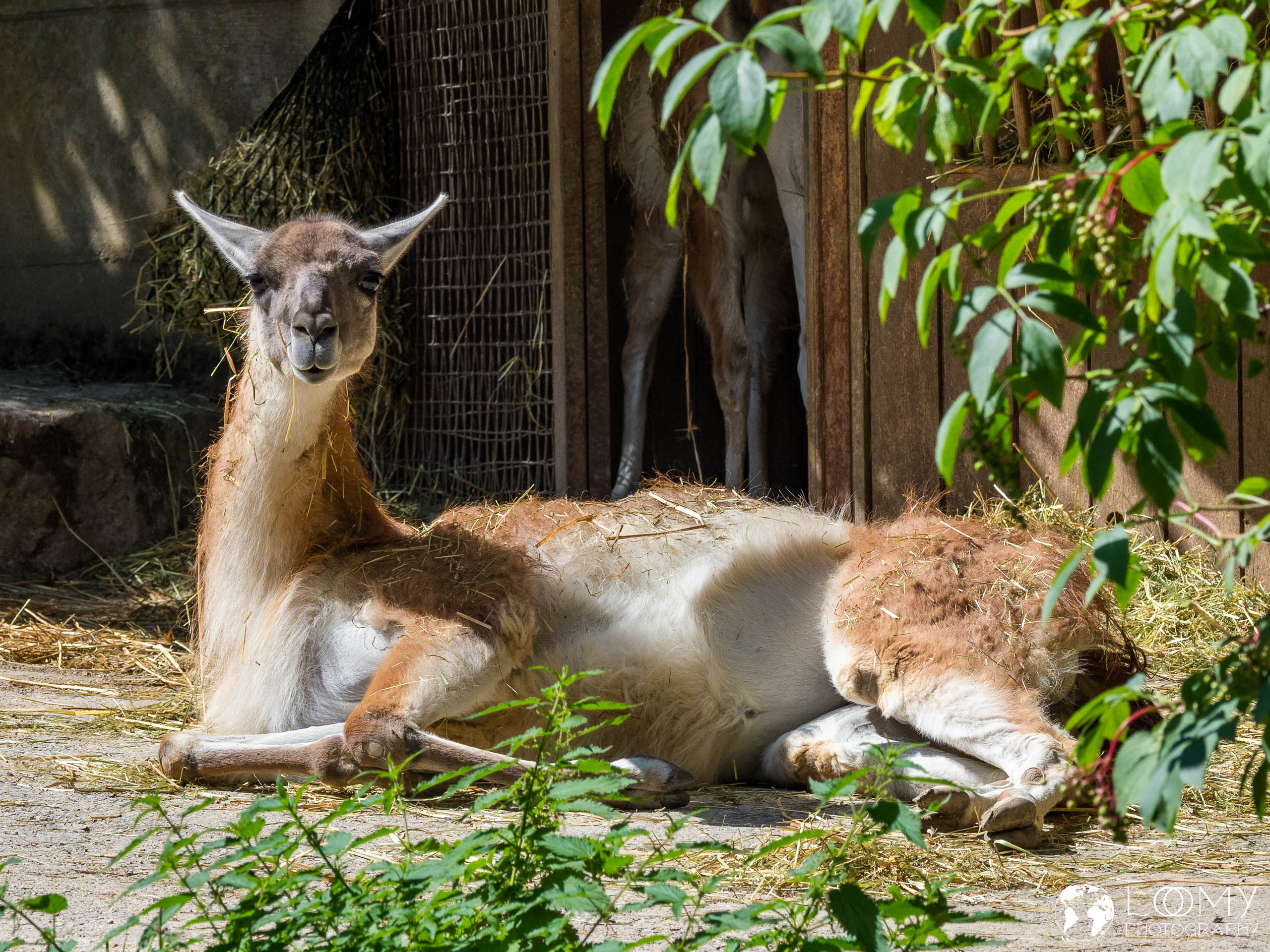 Guanaco