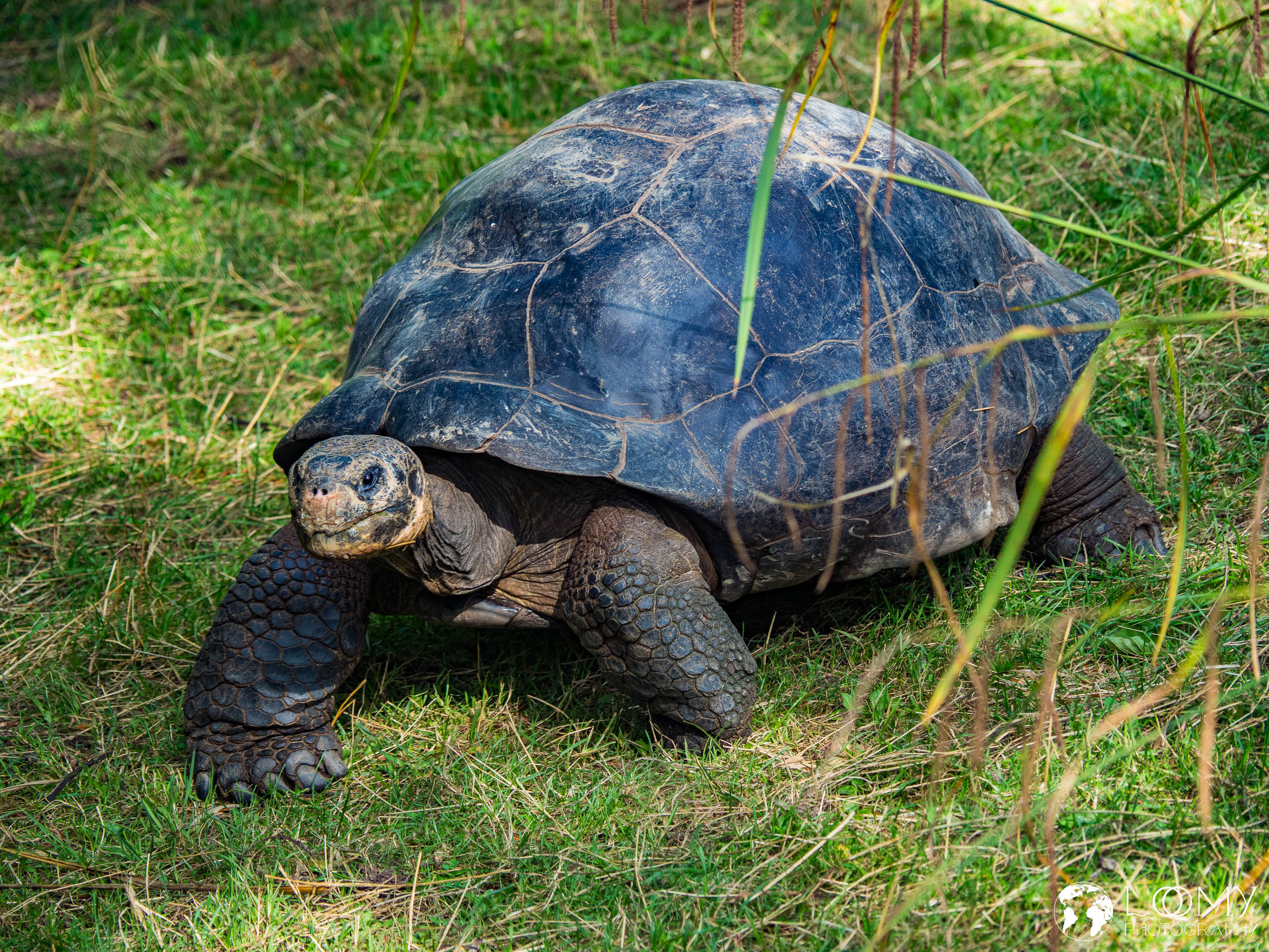 Galapagos-Riesenschildkröte