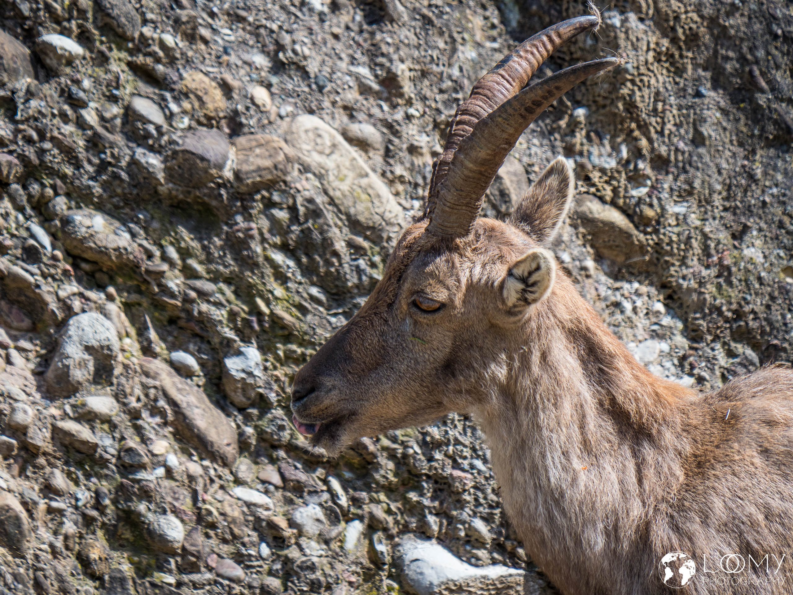 Steinbock