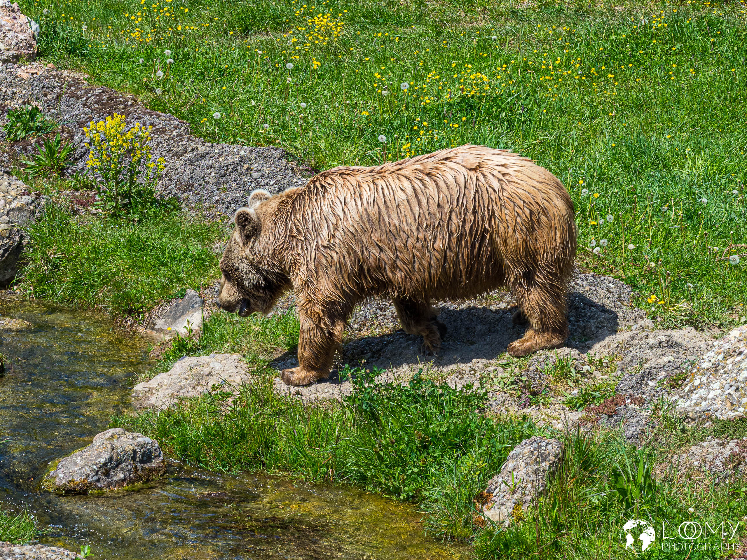 Syrischer Braunbär