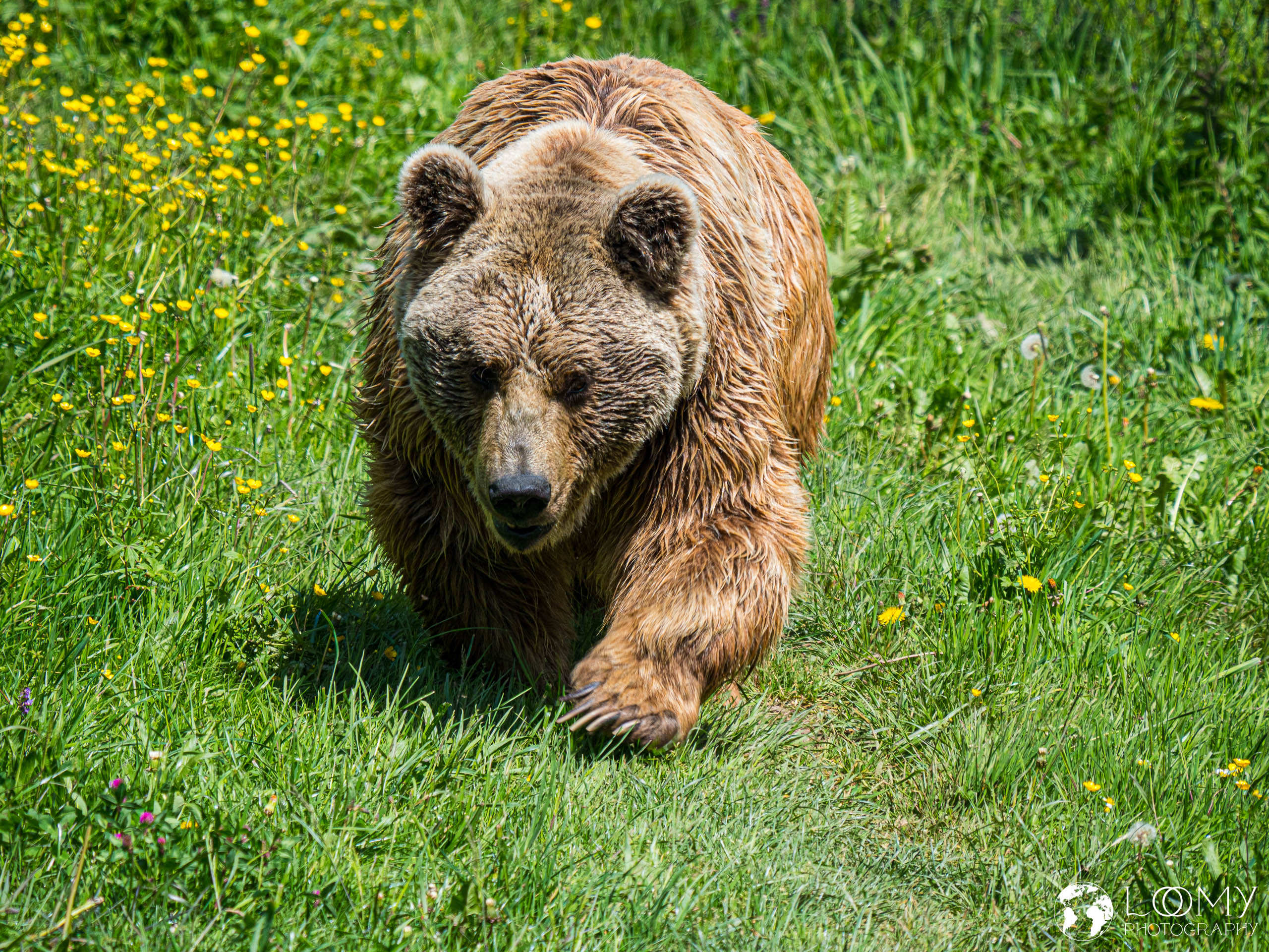 Syrischer Braunbär