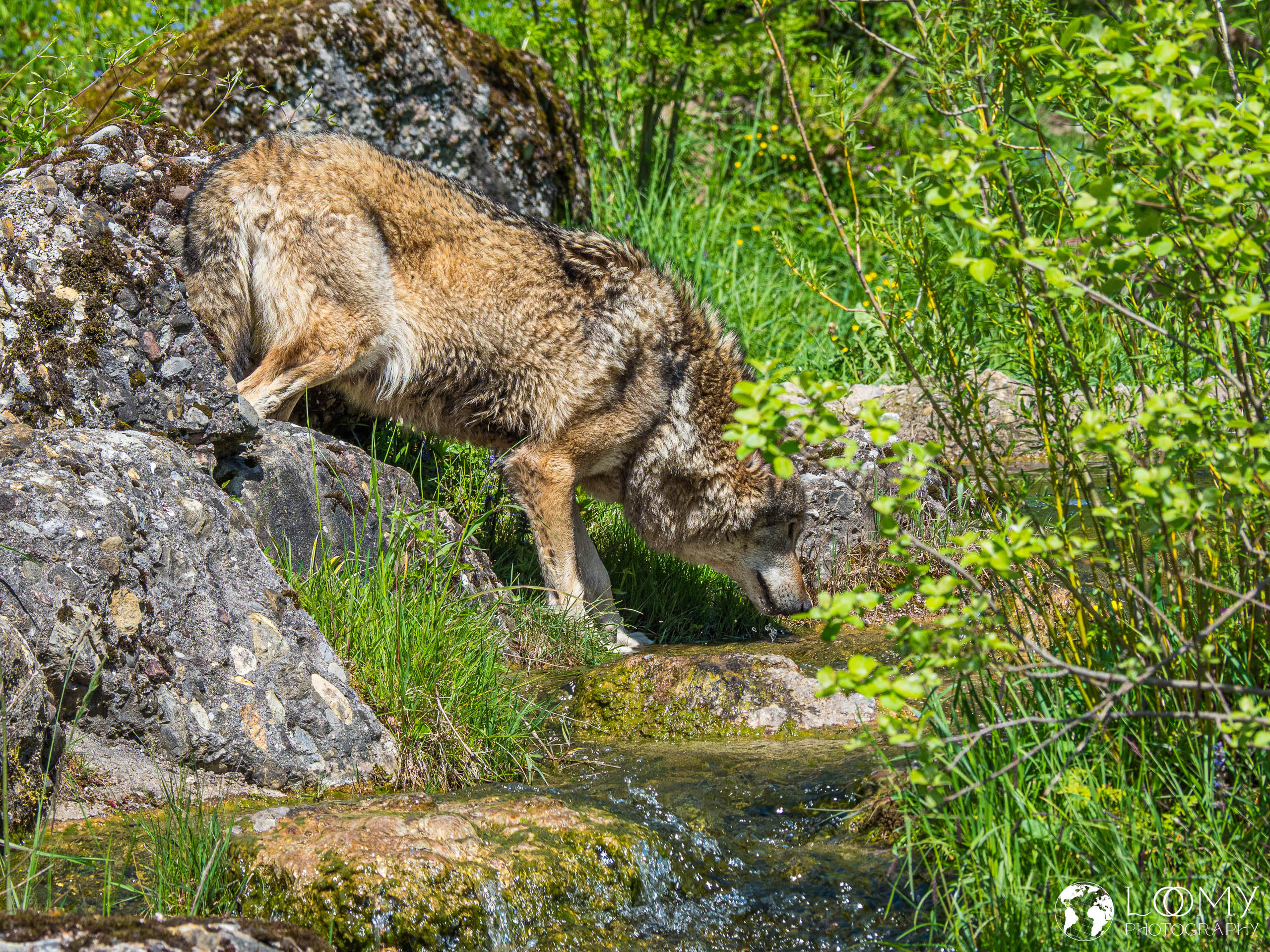 Europäischer Wolf