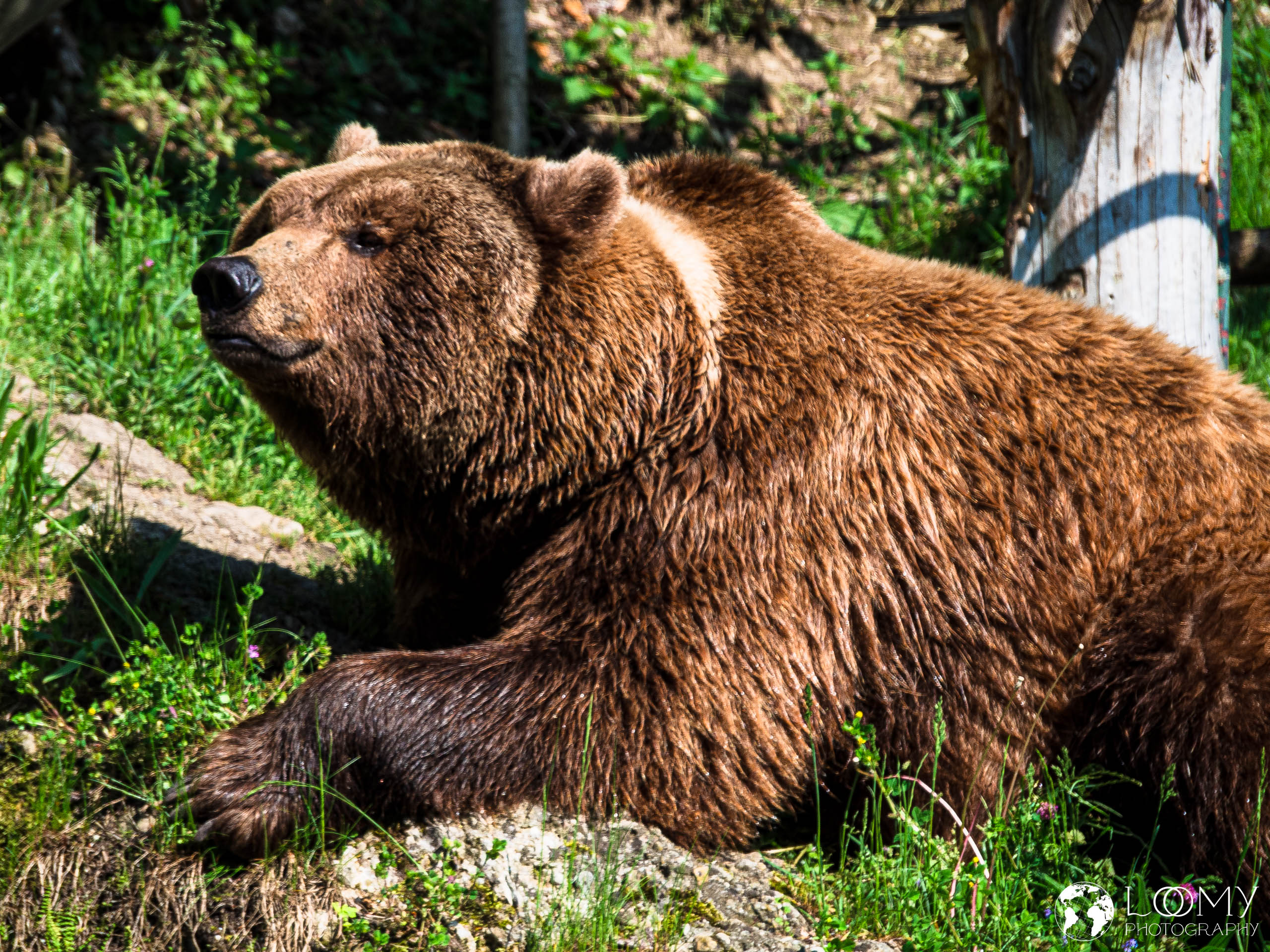 Braunbär