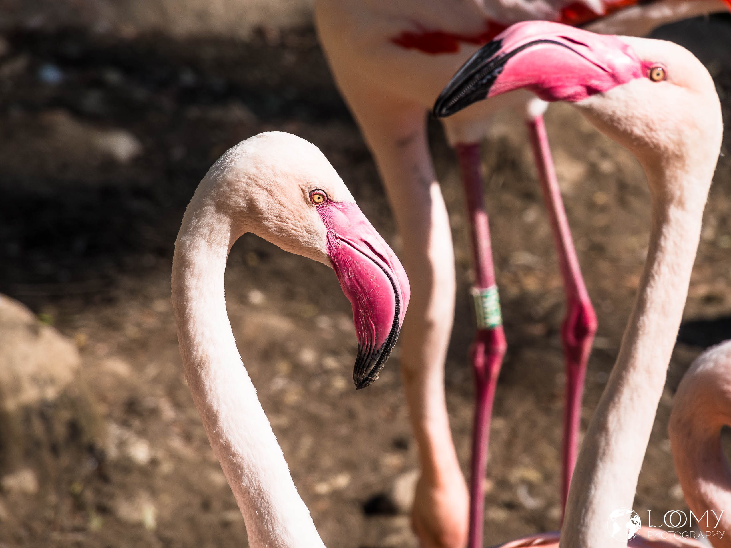 Flamingo