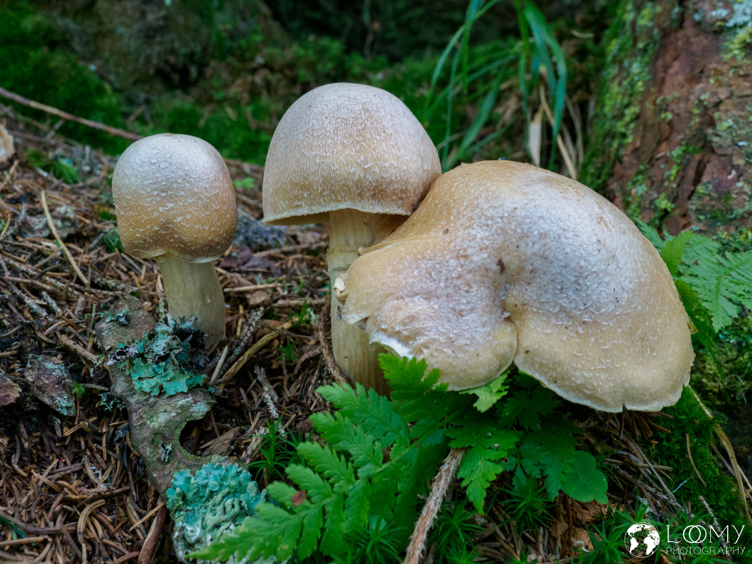 Krimmler Wasserfälle